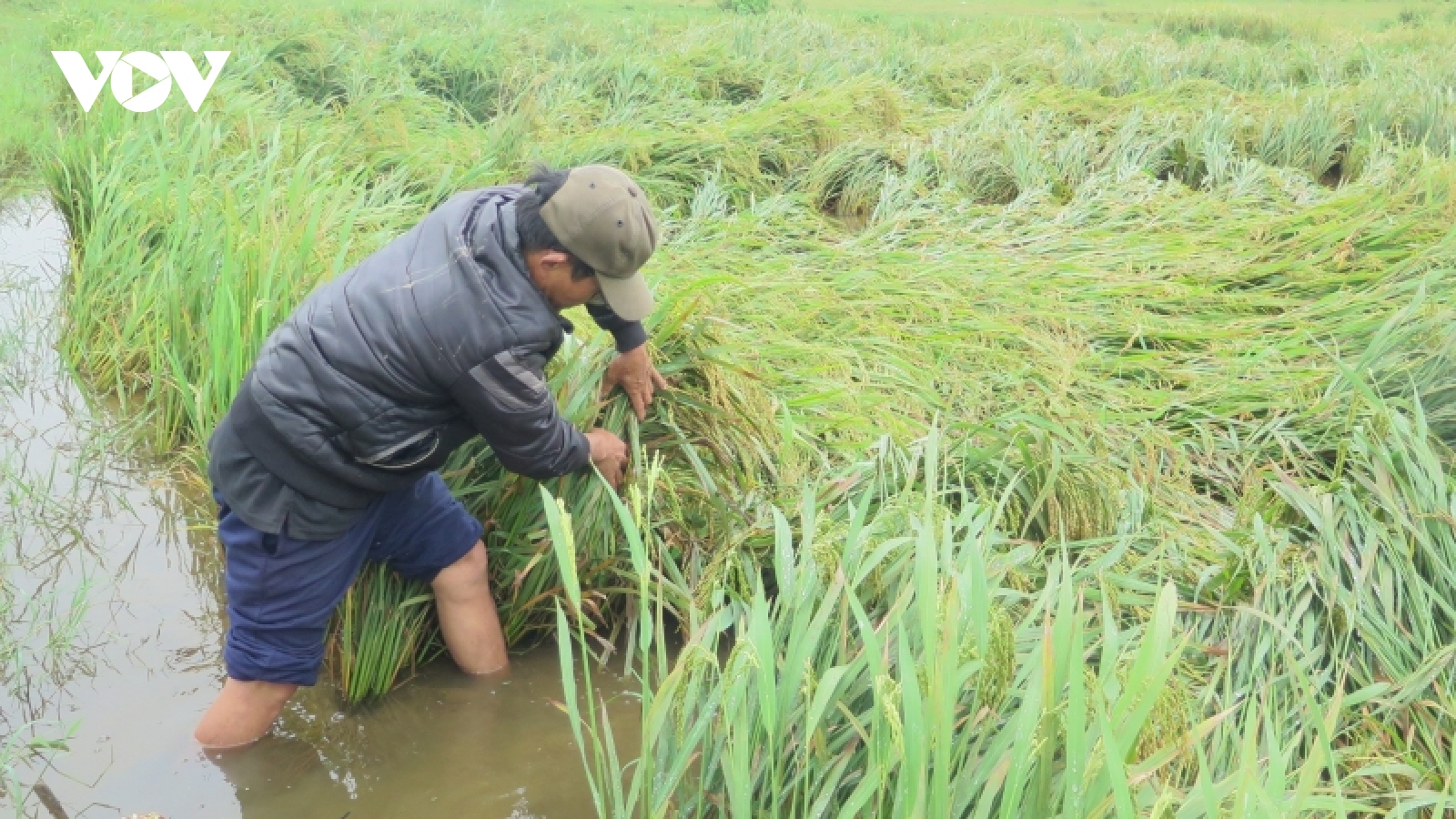 Hàng ngàn ha lúa ngã đổ do mưa lớn ở Thừa Thiên Huế