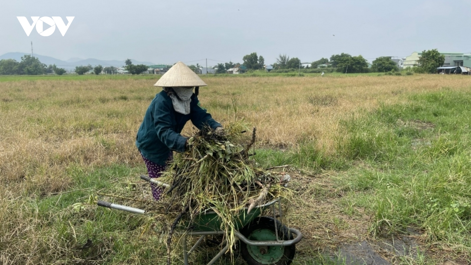 Người trồng lúa ở Bà Rịa - Vũng Tàu thu hẹp sản xuất vì chi phí đầu vào tăng