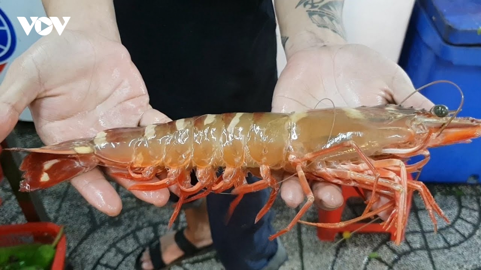 Tôm sú “siêu to khổng lồ” đắt hơn tôm hùm vẫn “cháy hàng”
