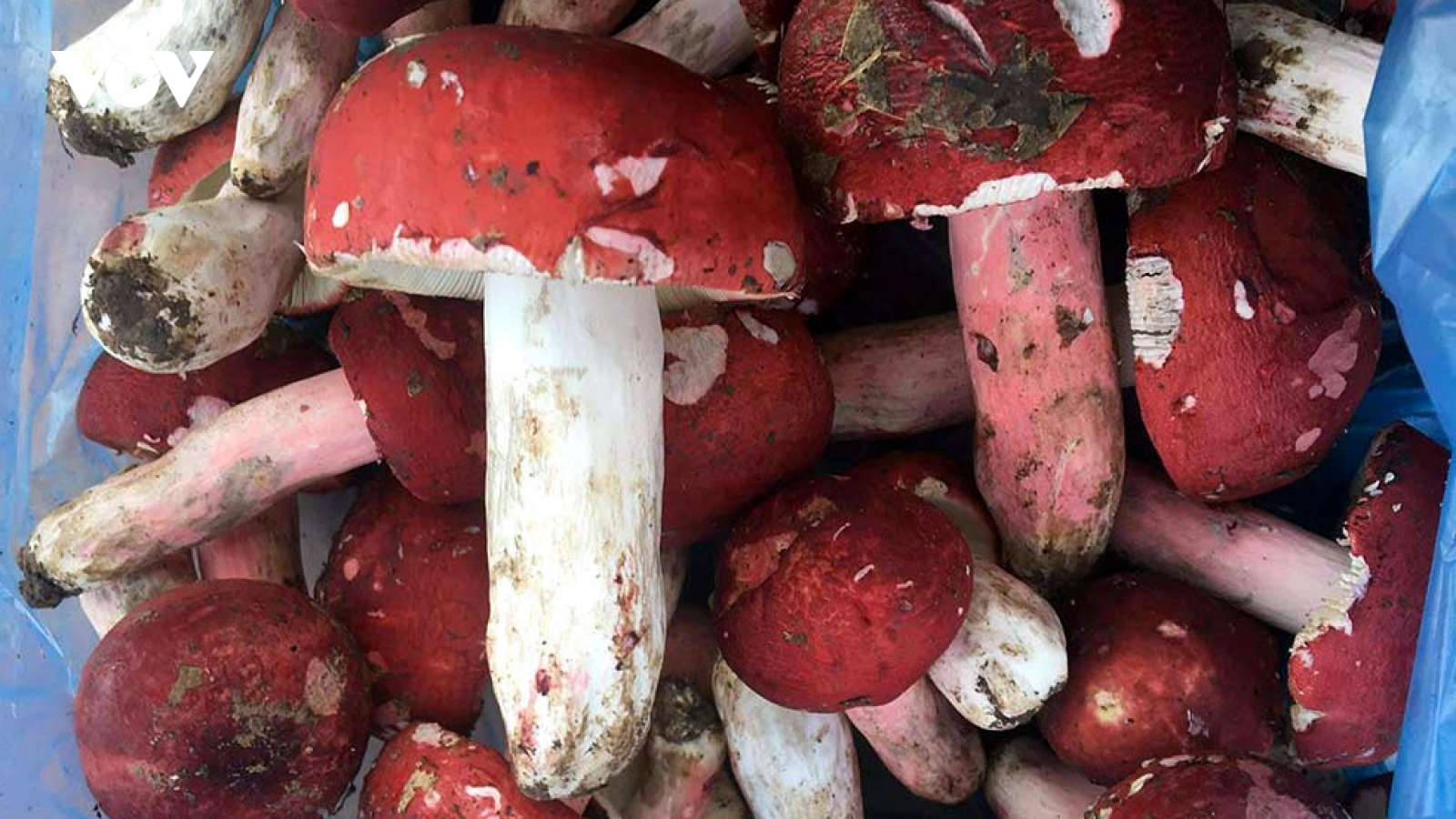 Săn “vàng đỏ” trong rừng bán với giá tiền triệu