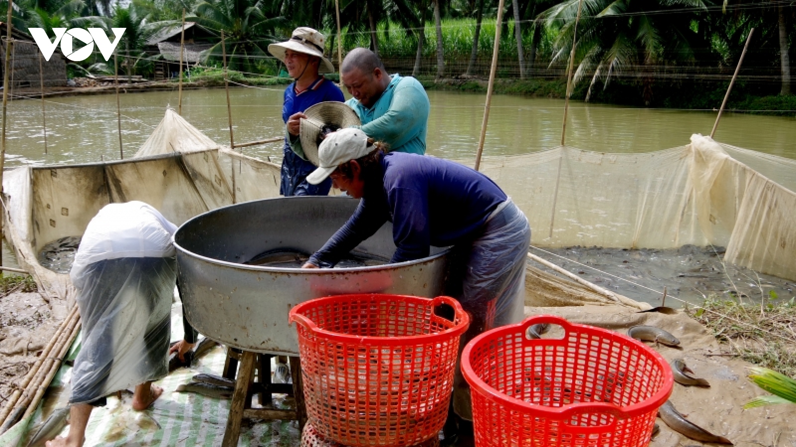 Giá thức ăn tăng cao, người nuôi cá lóc bị lỗ nặng