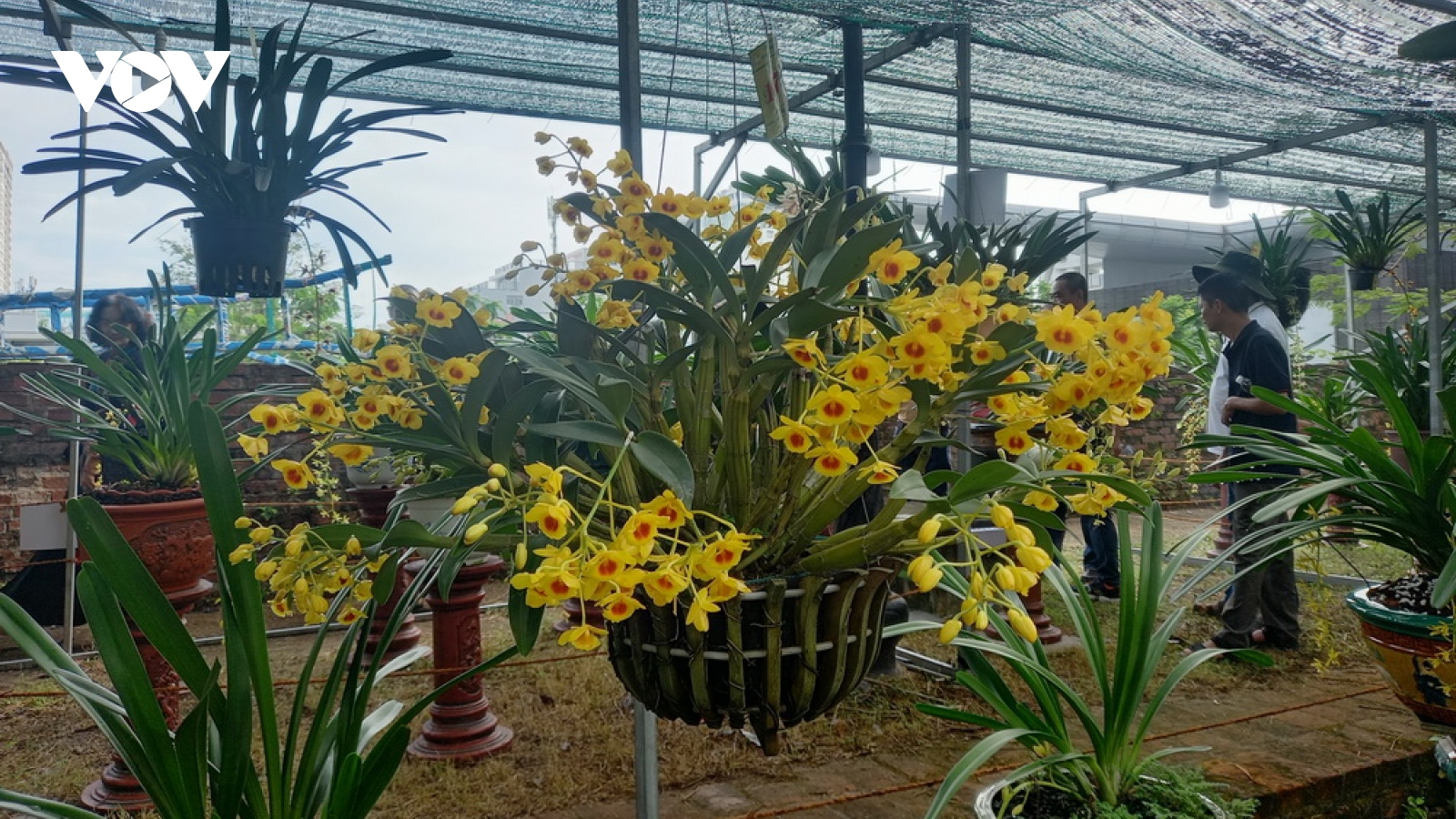 Rực rỡ lễ hội hoa lan tại Đà Nẵng