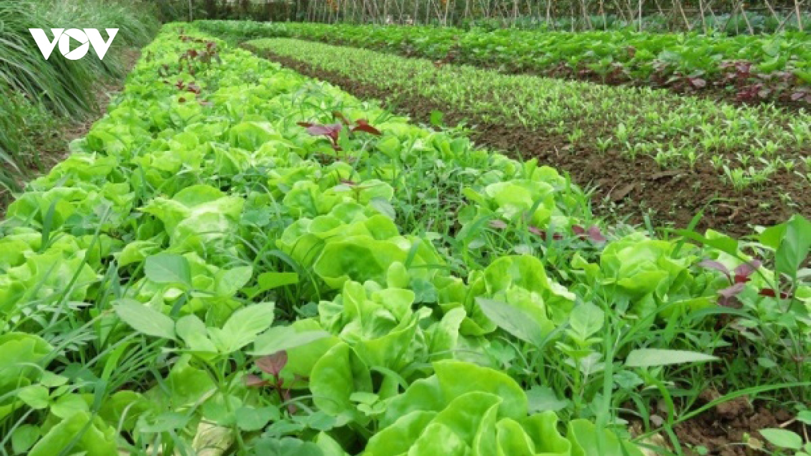Vật tư tăng giá, Lâm Đồng chuyển hướng sản xuất nông nghiệp hữu cơ