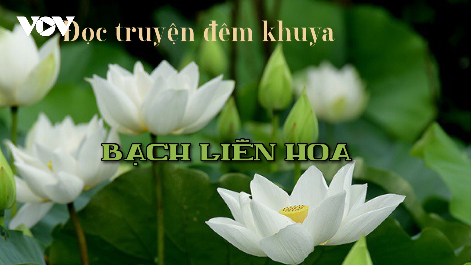 Truyện ngắn "Bạch Liên Hoa" - Ký ức tuổi thơ về hoa sen trắng