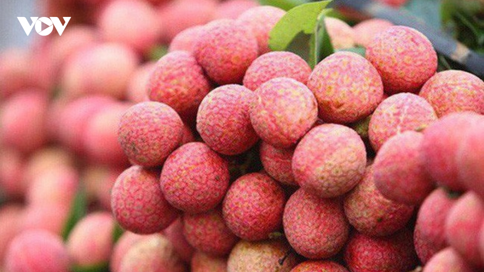 Vải Thiều chín sớm giá cao kỷ lục