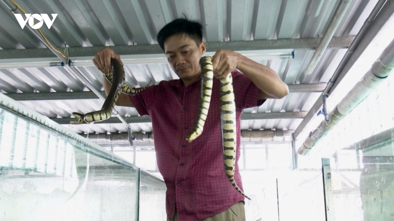 Nông dân Hậu Giang nuôi rắn ri voi trong nhà lầu cho thu nhập cao