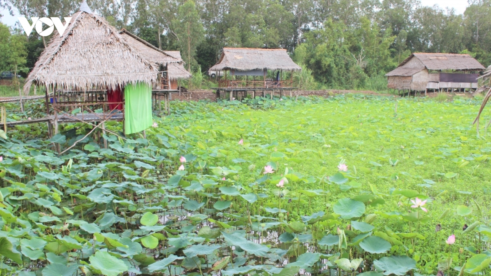 Lần đầu tiên tổ chức Lễ hội tôn vinh Sen Đồng Tháp
