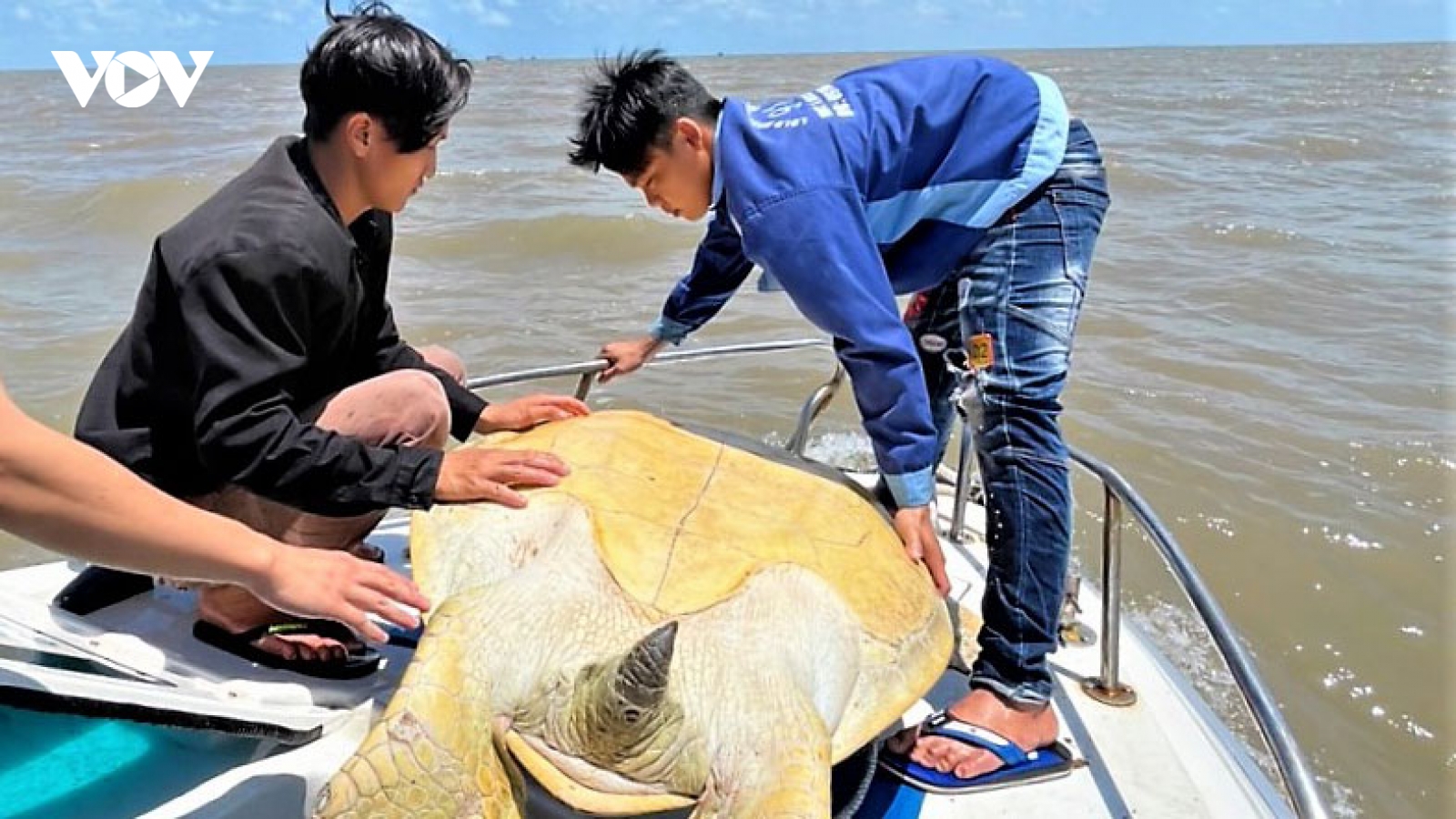 Cà Mau thả cá thể vích quý hiếm nặng 120 kg về biển