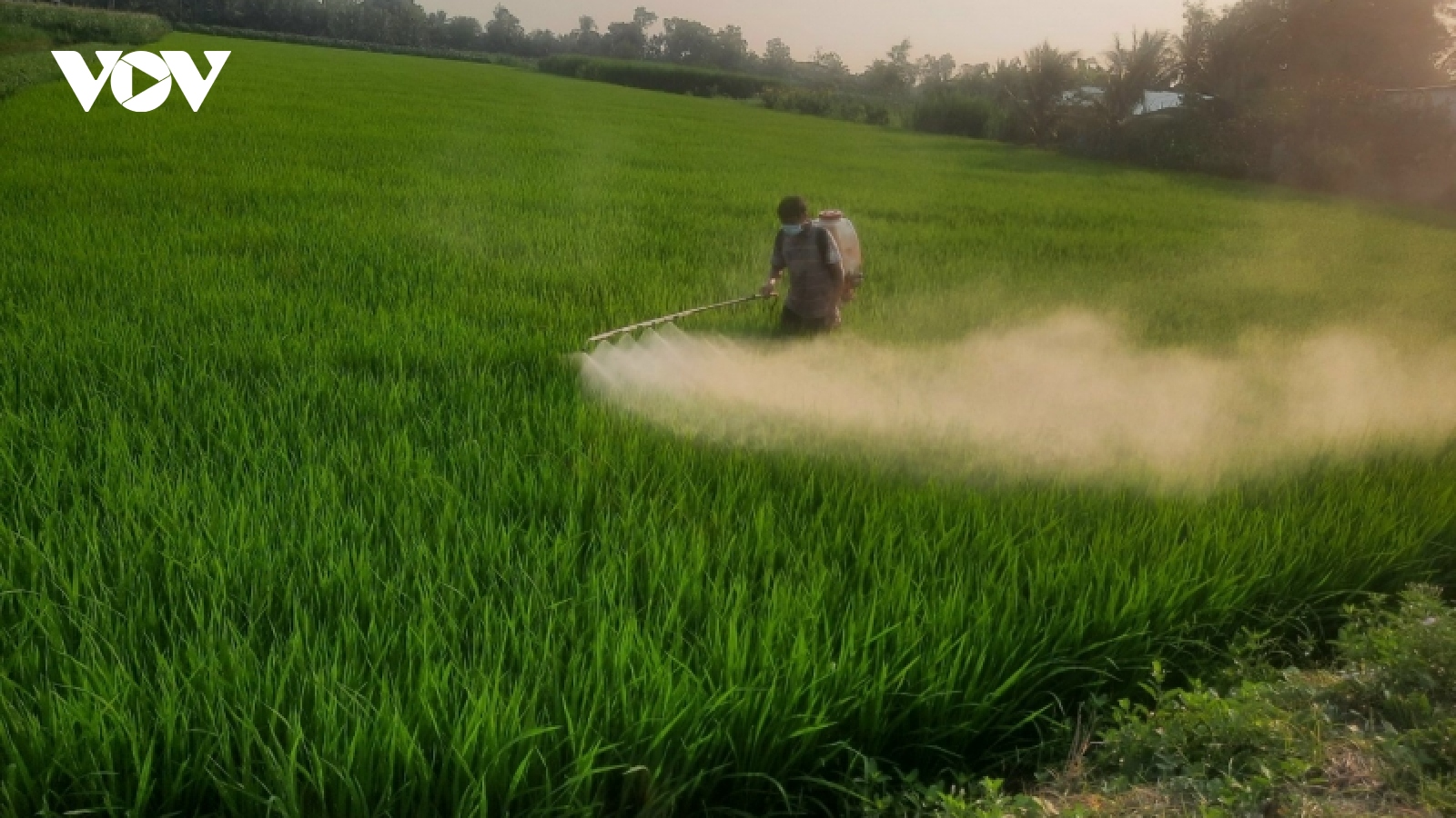Tiền Giang chuyển hơn 7.200 ha đất lúa kém hiệu quả sang cây trồng khác