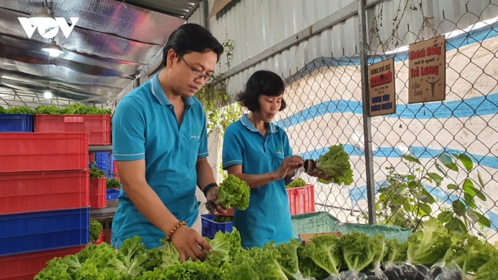 Từ nhân viên ngân hàng trở thành ông chủ vườn rau lớn nhất TP.HCM