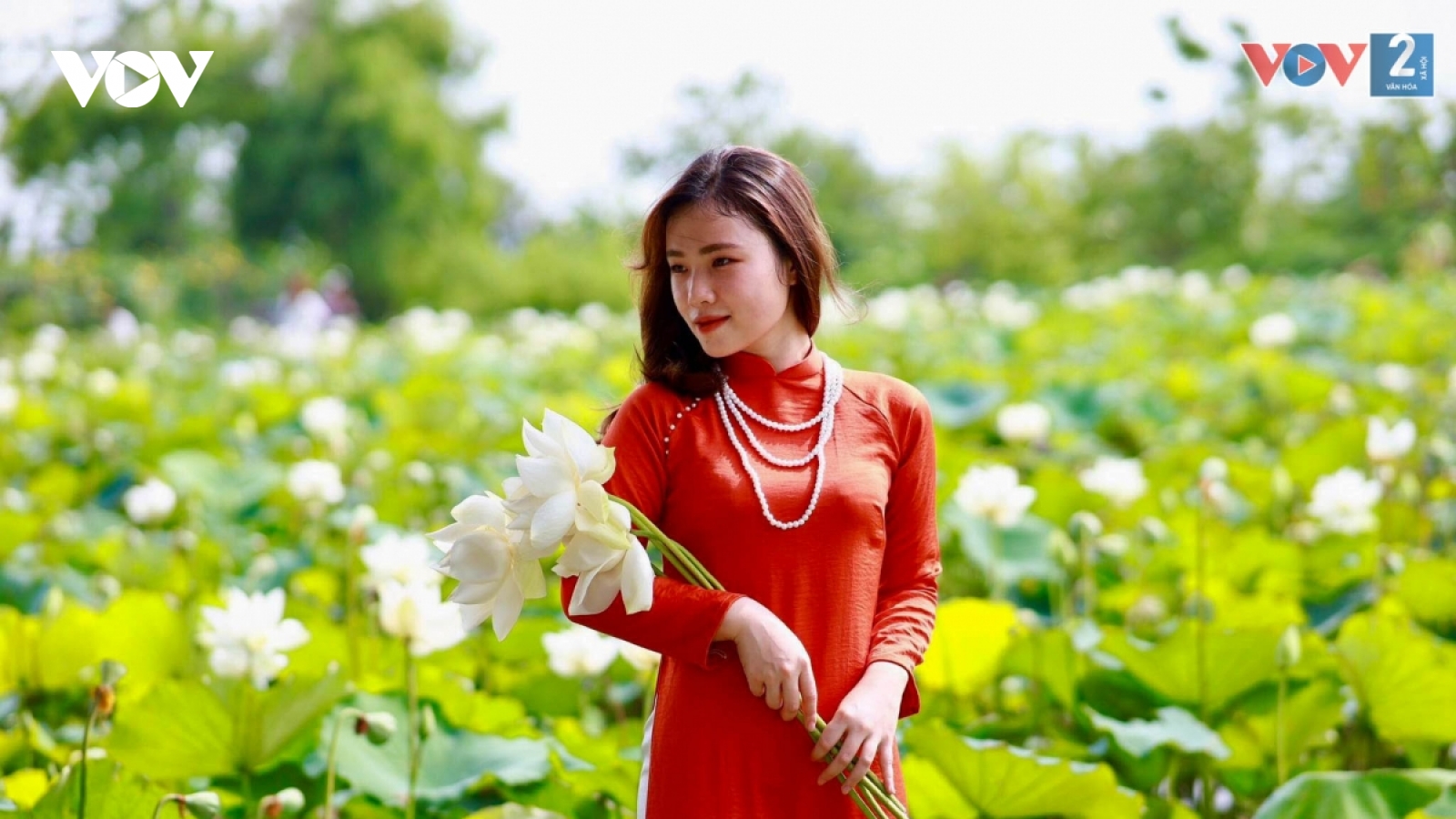 Ngắm đầm sen trắng tinh khôi ở ngoại thành Hà Nội