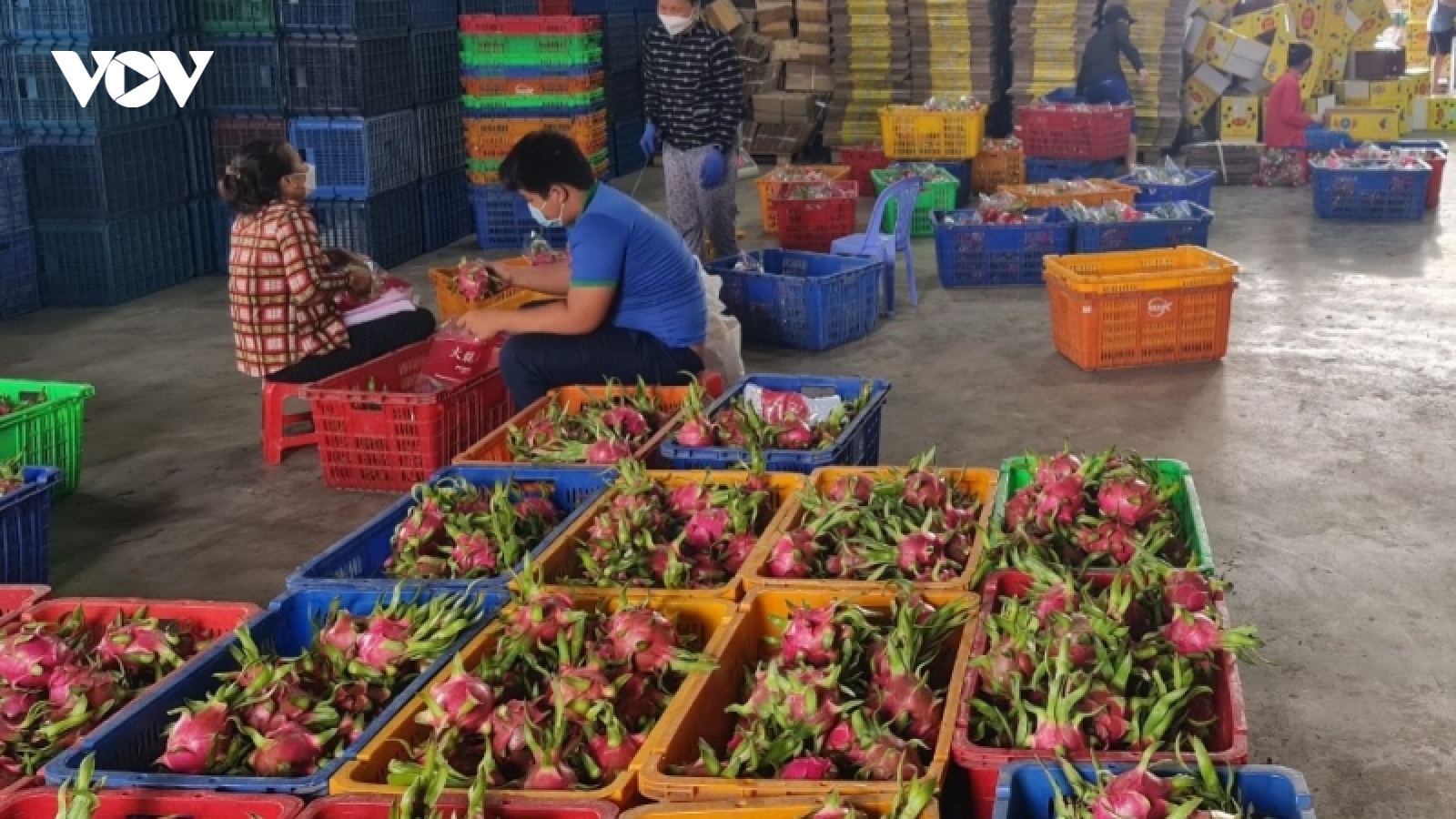 Thanh long tăng giá trở lại, nhà vườn ngưng phá bỏ vườn cây