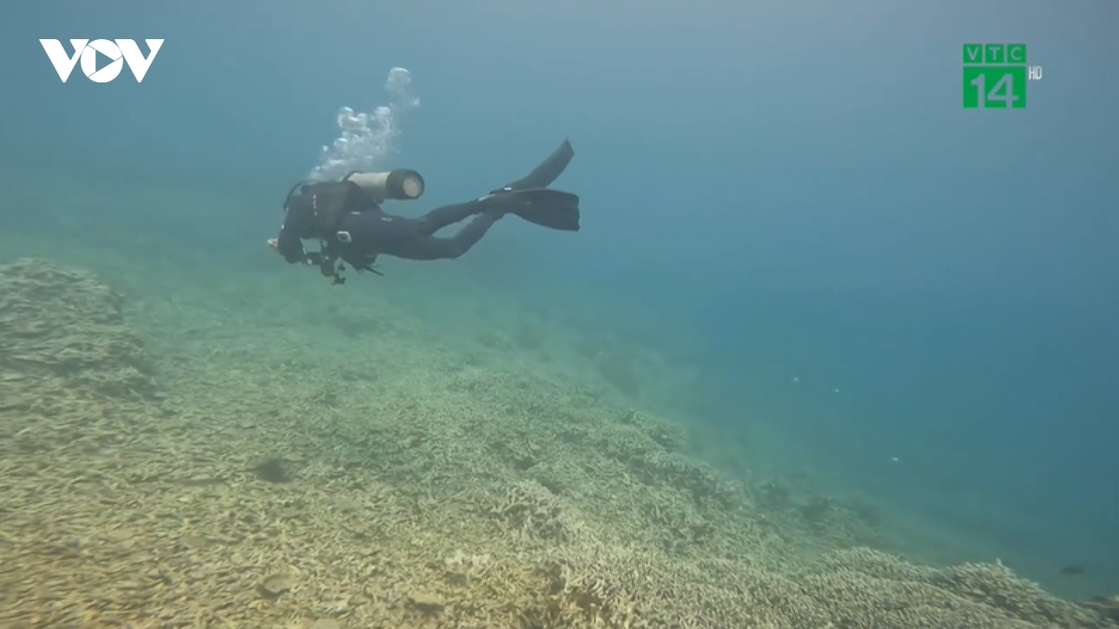 San hô ở vịnh Nha Trang chết hàng loạt