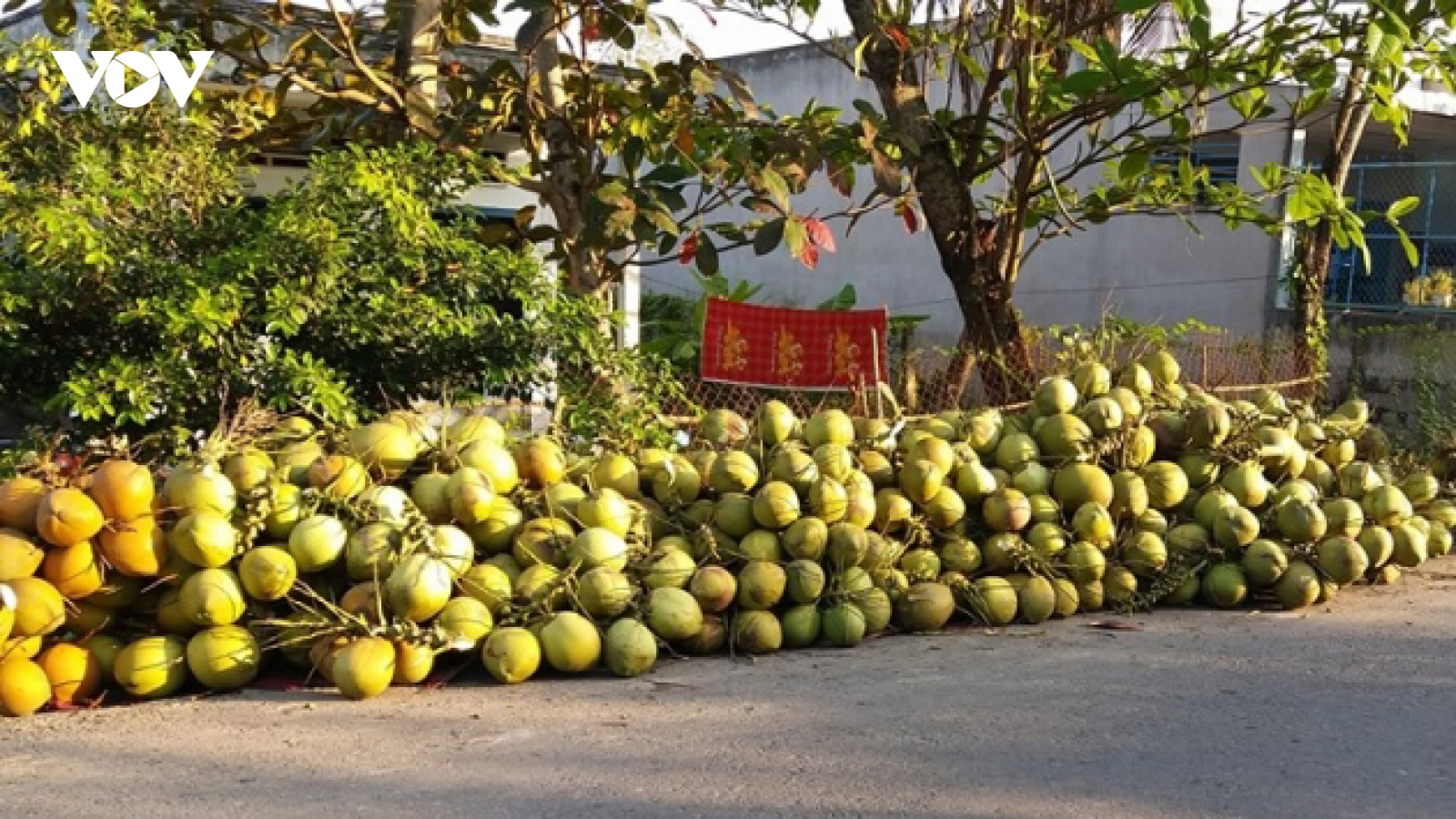 Khuyến cáo nhà vườn không trồng dừa lấy nước ồ ạt