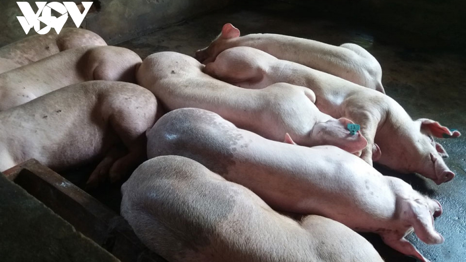 Yên Châu (Sơn La) tiêu huỷ hơn 8 tấn lợn hơi bị dịch tả lợn châu Phi