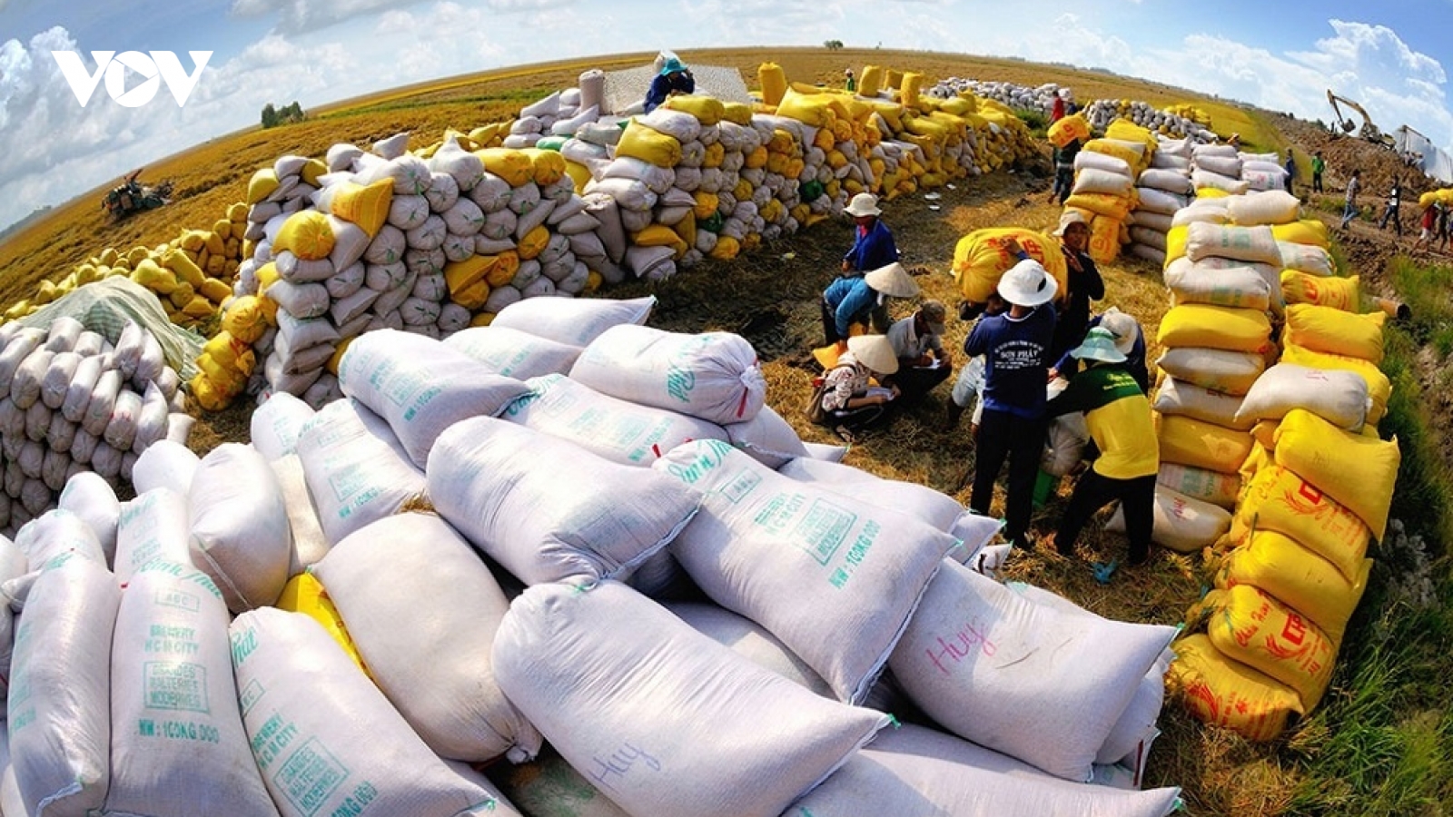 Xuất khẩu gạo tăng mạnh dù phải đương đầu với nhiều khó khăn
