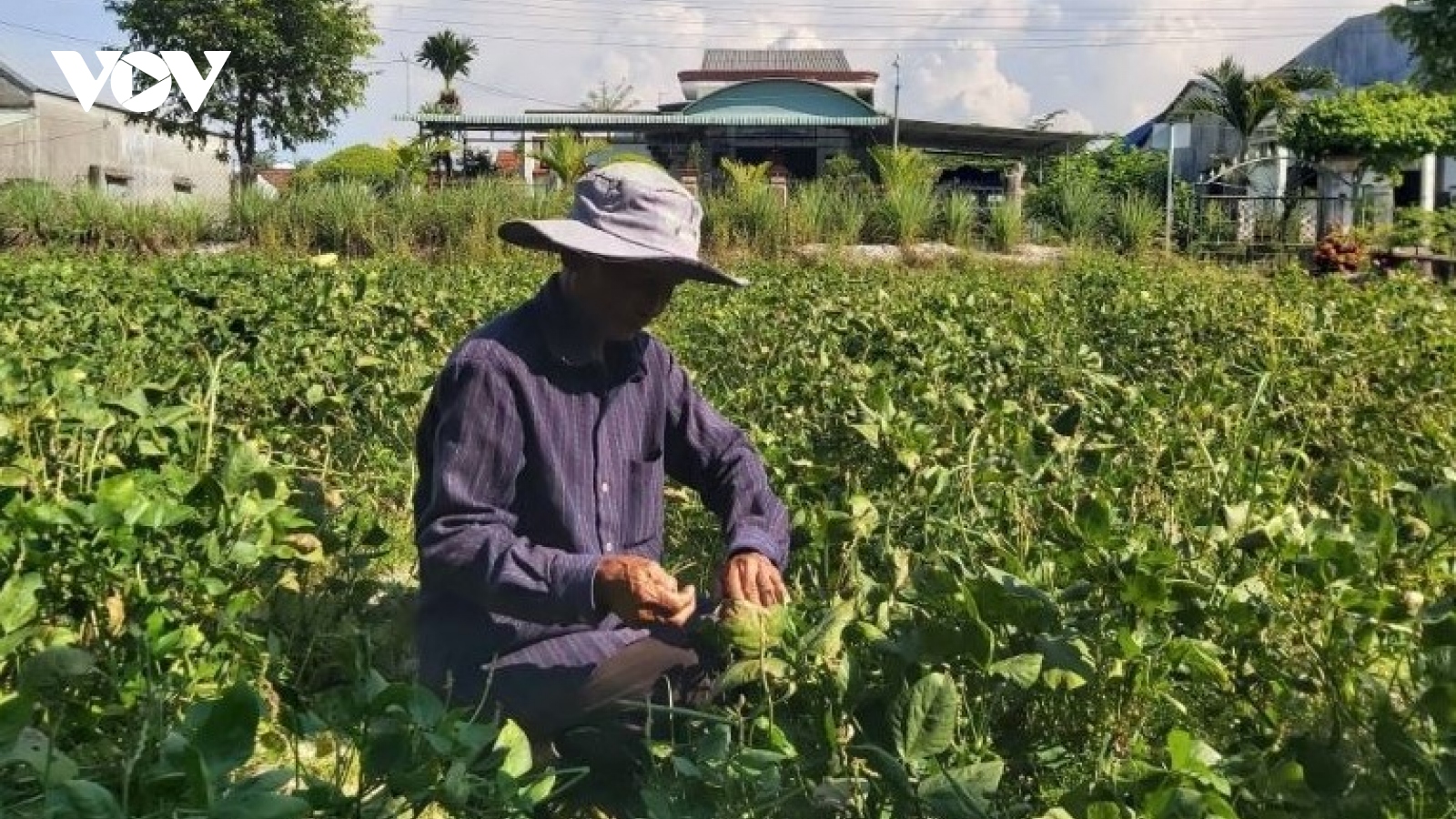 Mô hình vườn cây ăn quả đem lại hiệu quả kinh tế cao cho bà con Quảng Nam