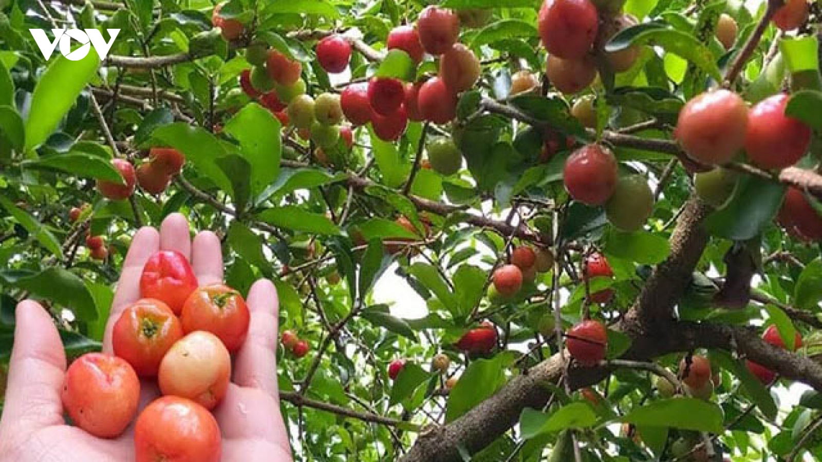 Cây đặc sản đến từ Brazil giúp người dân thu hàng tấn quả mỗi vụ