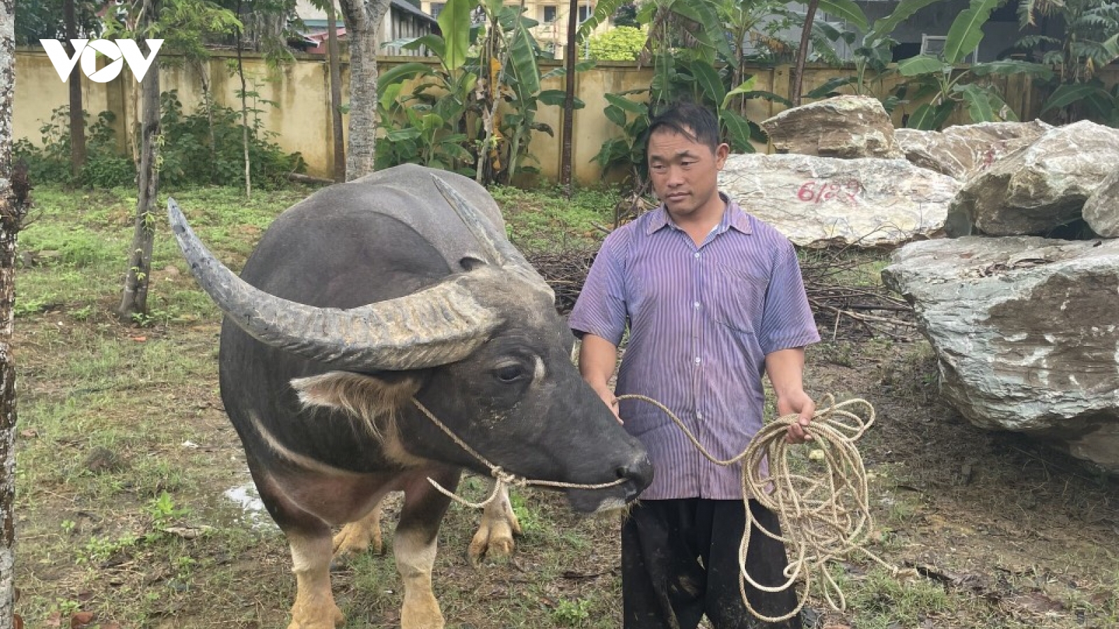Chọi trâu ăn tiền, 19 người bị khởi tố hành vi đánh bạc