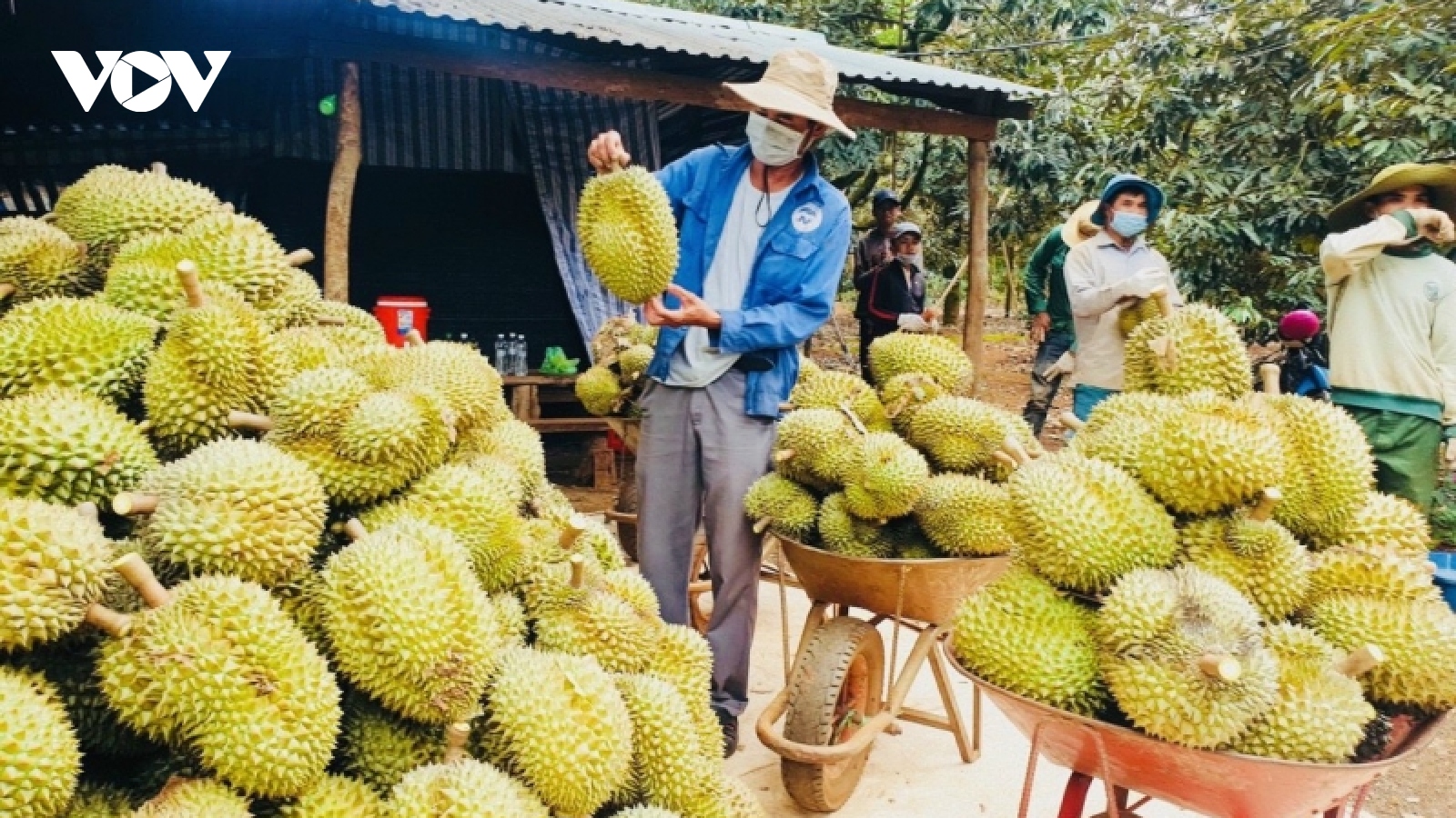 Đắk Lắk sẵn sàng đưa sầu riêng vươn ra thị trường quốc tế