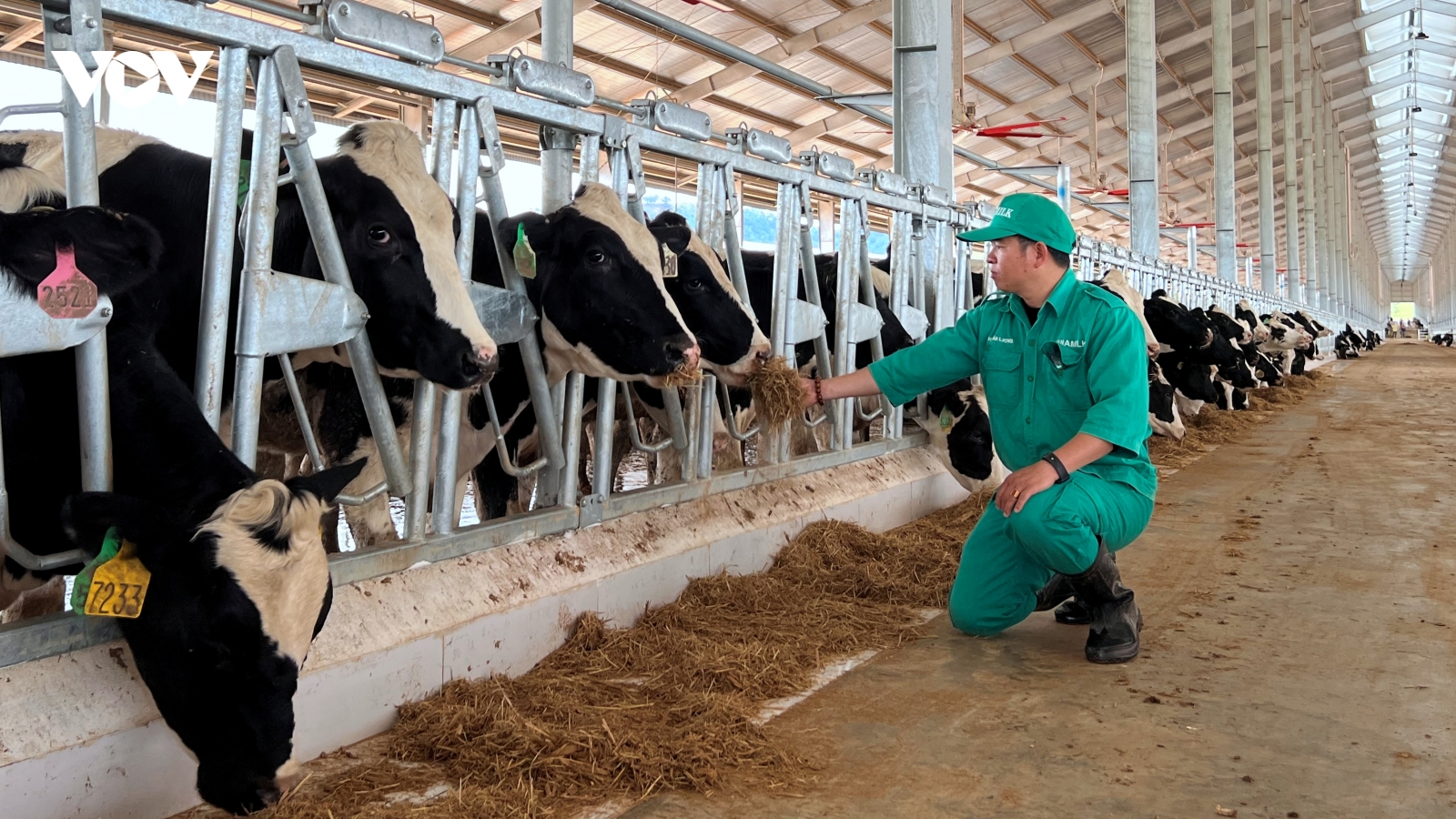 Vinamilk nhập 1.000 bò sữa HF từ Mỹ về tổ hợp trang trại tại Lào