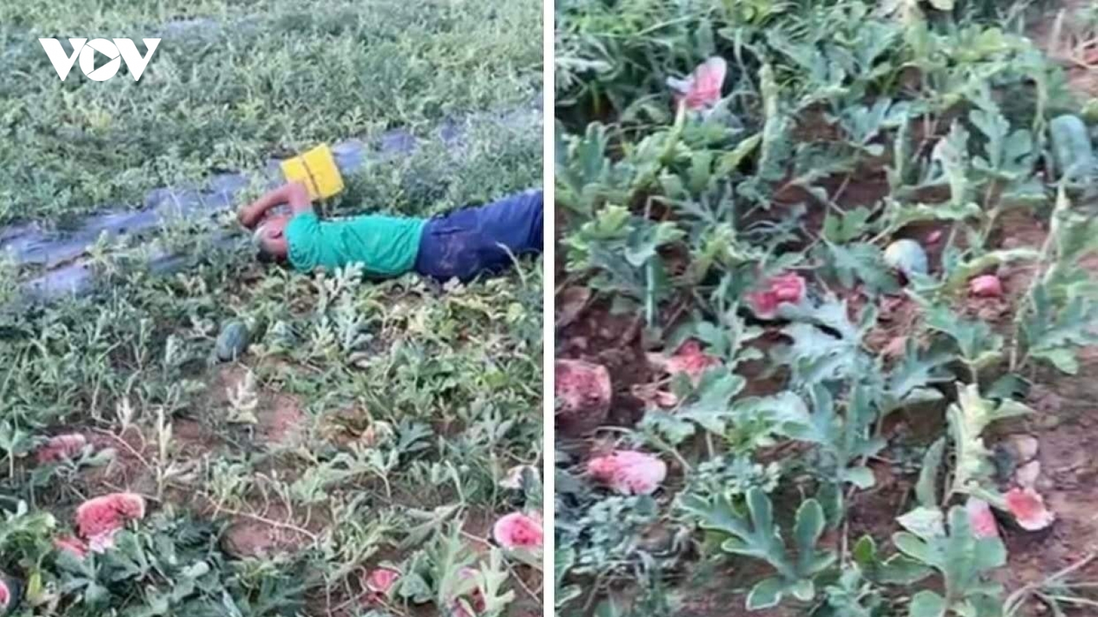 Giám đốc Công an Nghệ An chỉ đạo làm rõ vụ phá ruộng dưa hấu của lão nông
