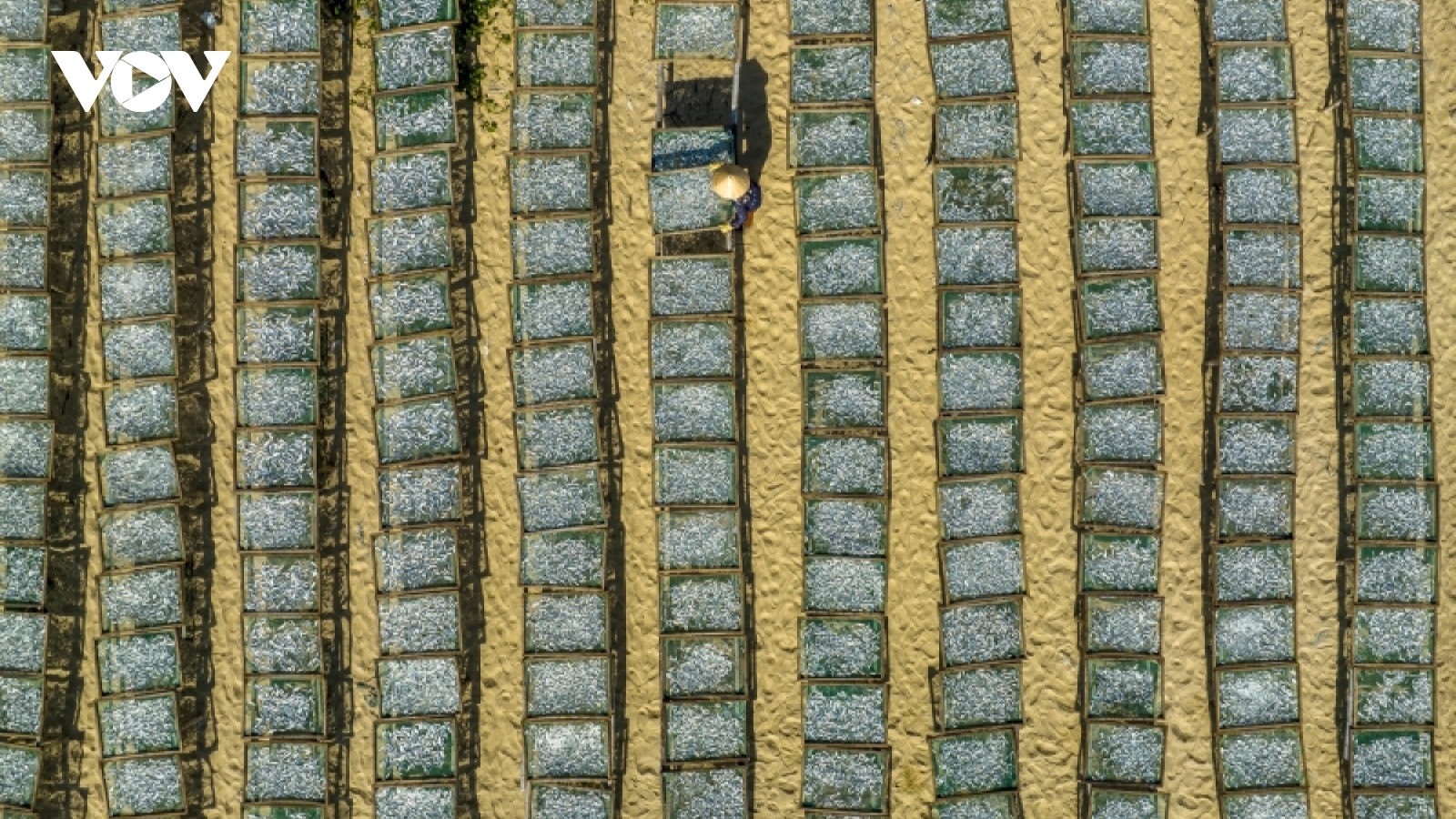 Discovering age-old fish drying craft in central Vietnam