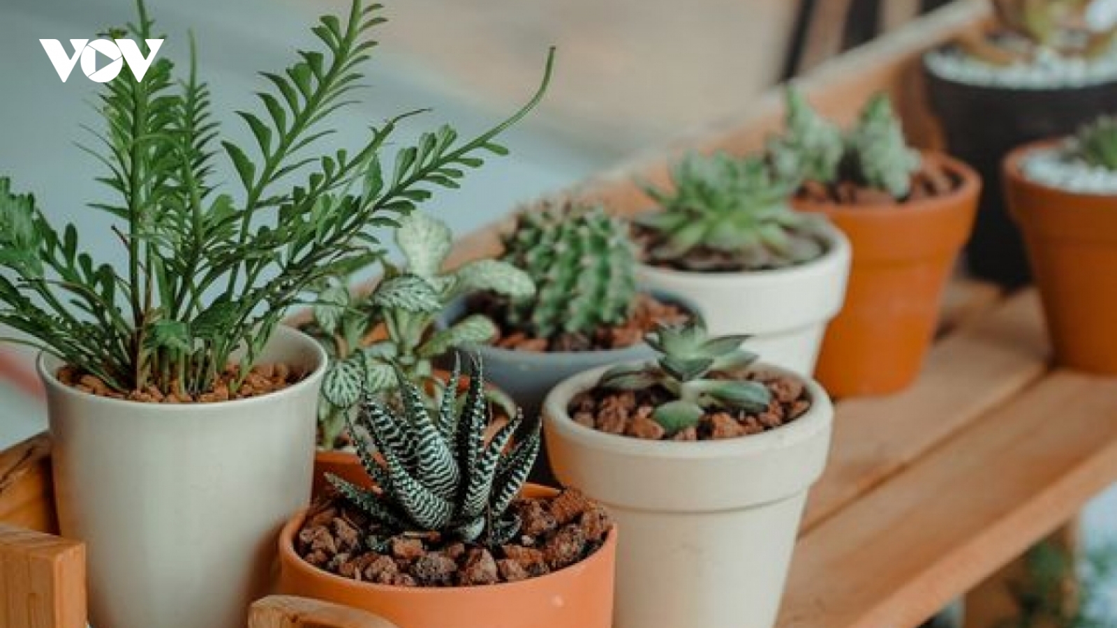 Những loại cây nhỏ trang trí cho nhà của bạn