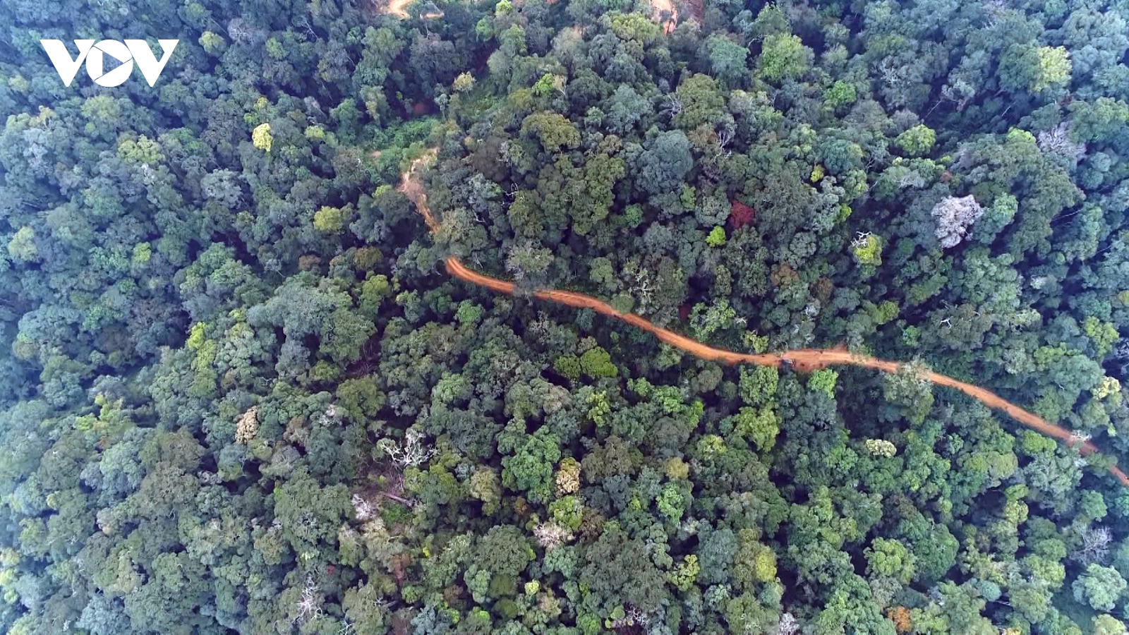 Thí điểm kinh doanh tín chỉ carbon rừng, Quảng Nam dự thu từ 5 -10 triệu USD