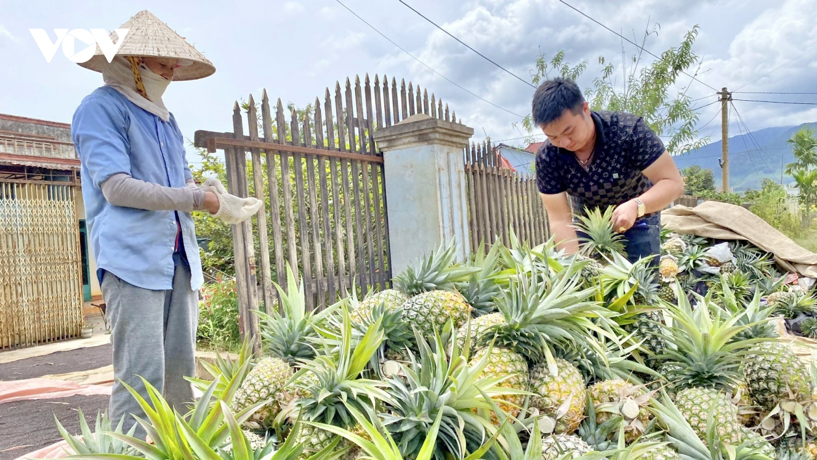 Trái dứa dội chợ khiến nông dân Krông Bông (Đắk Lắk) thua lỗ