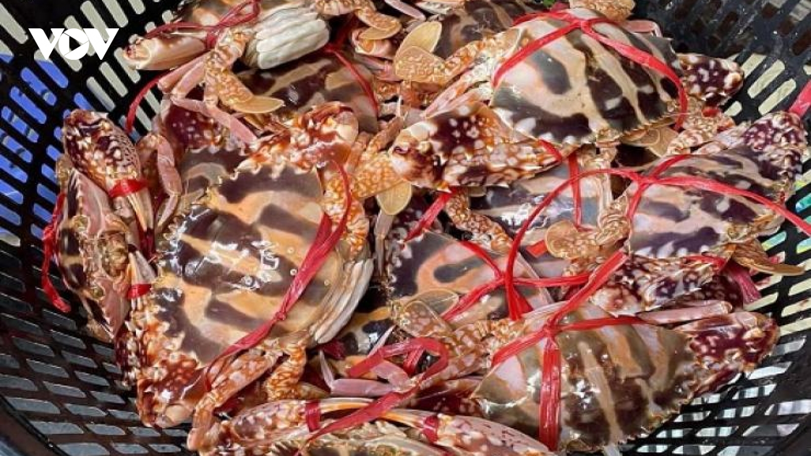 Giá rẻ, ghẹ nang đỏ Quảng Ninh hút người mua