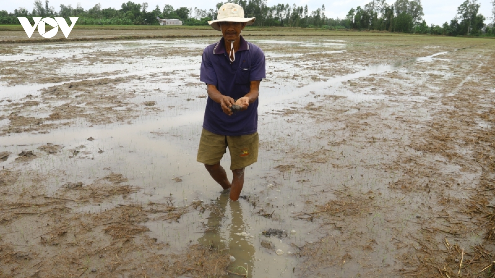 Mưa kéo dài gây đổ ngã, ngập úng hàng nghìn ha lúa, vườn cây ăn trái