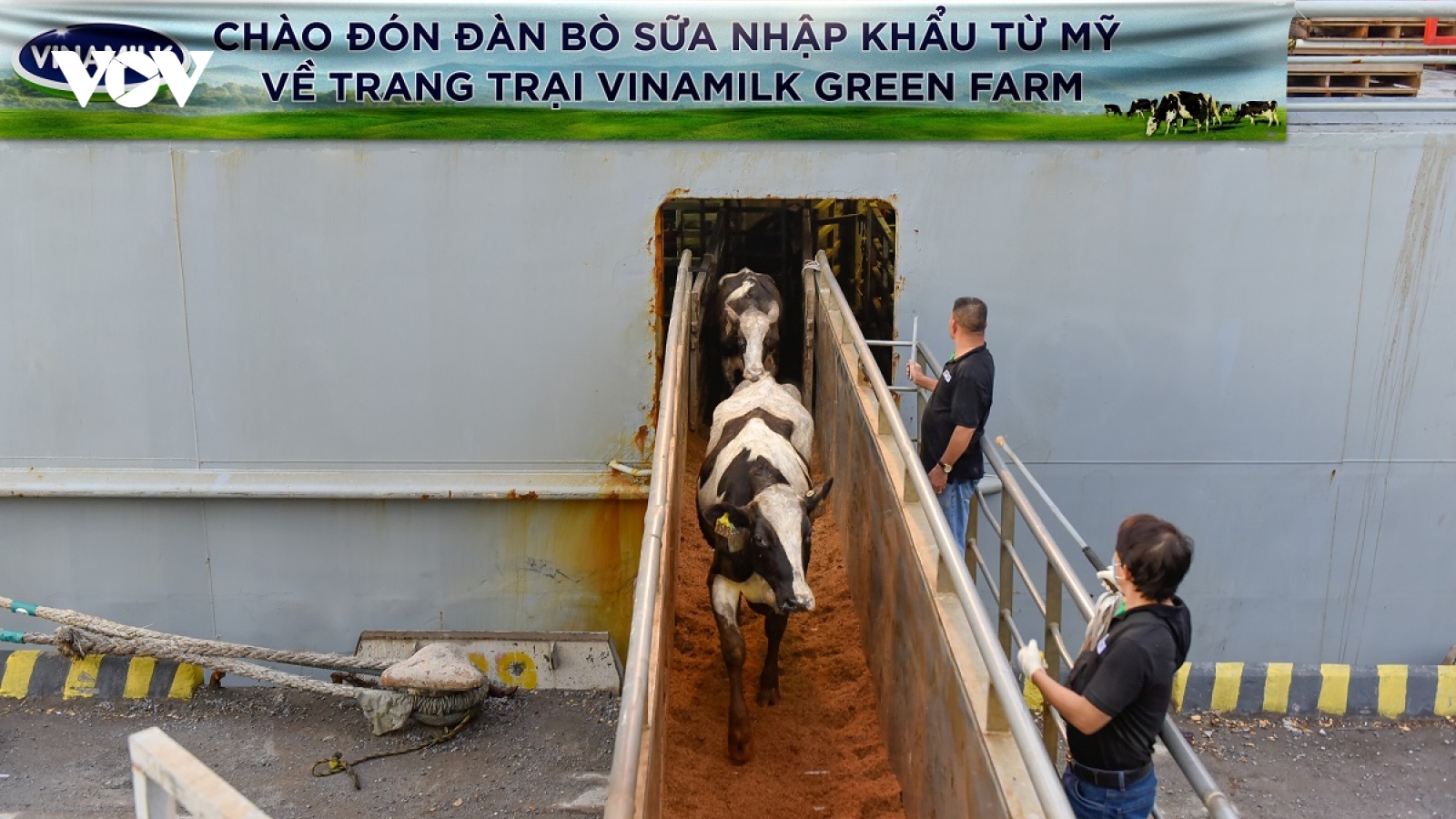 Vinamilk tăng cường đàn bò sữa cho các GreenFarm với hơn 1.500 bò sữa nhập từ Mỹ