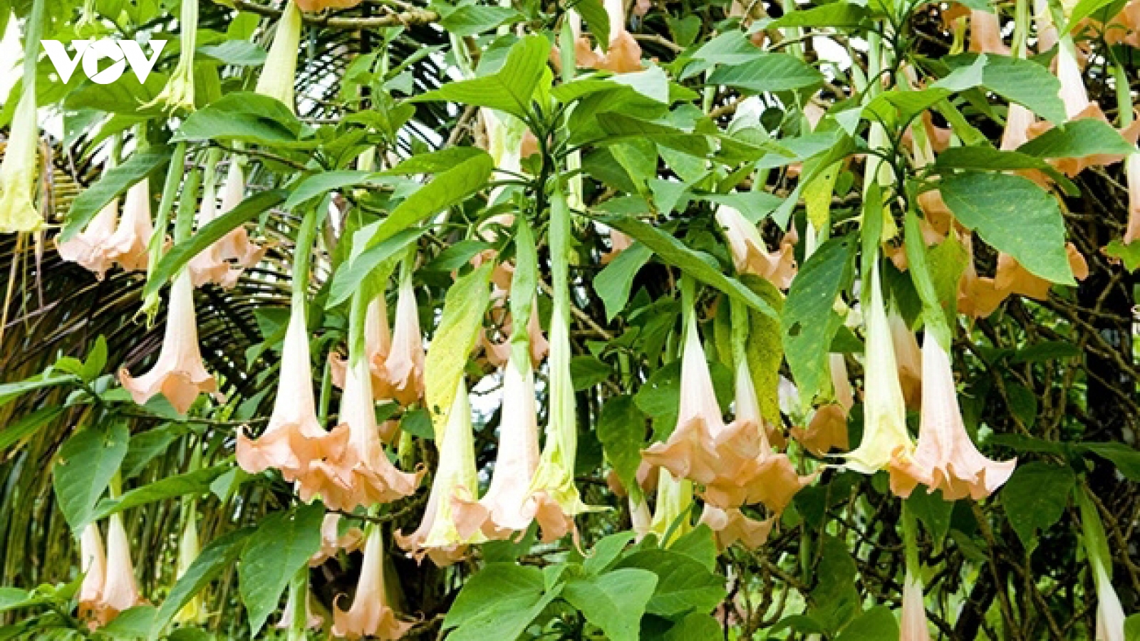 8 người ngộ độc tại Bắc Kạn do hái nhầm lá cây hoa chuông để nấu canh