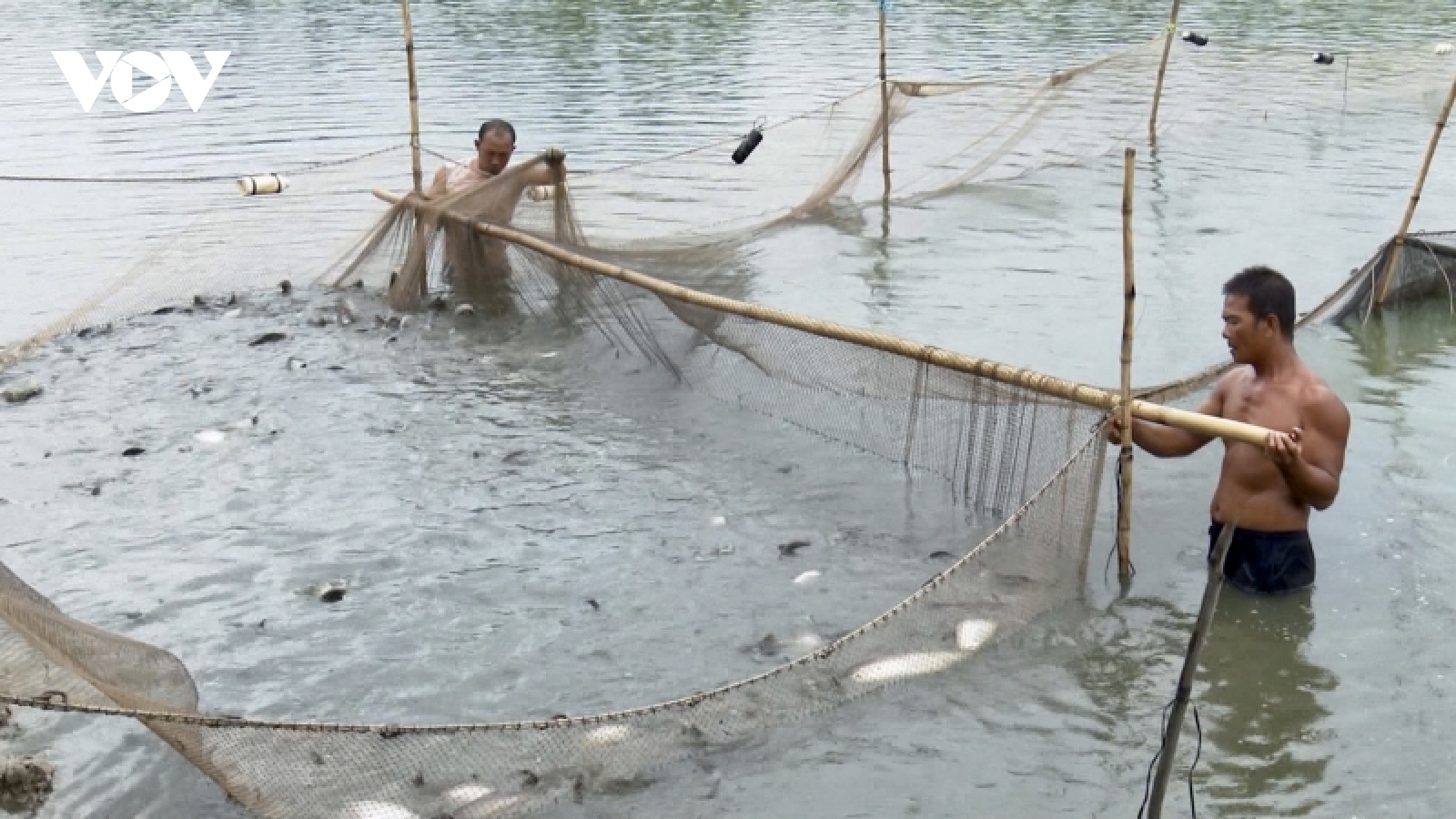 Giá cá thát lát tăng mạnh do nguồn cung khan hiếm