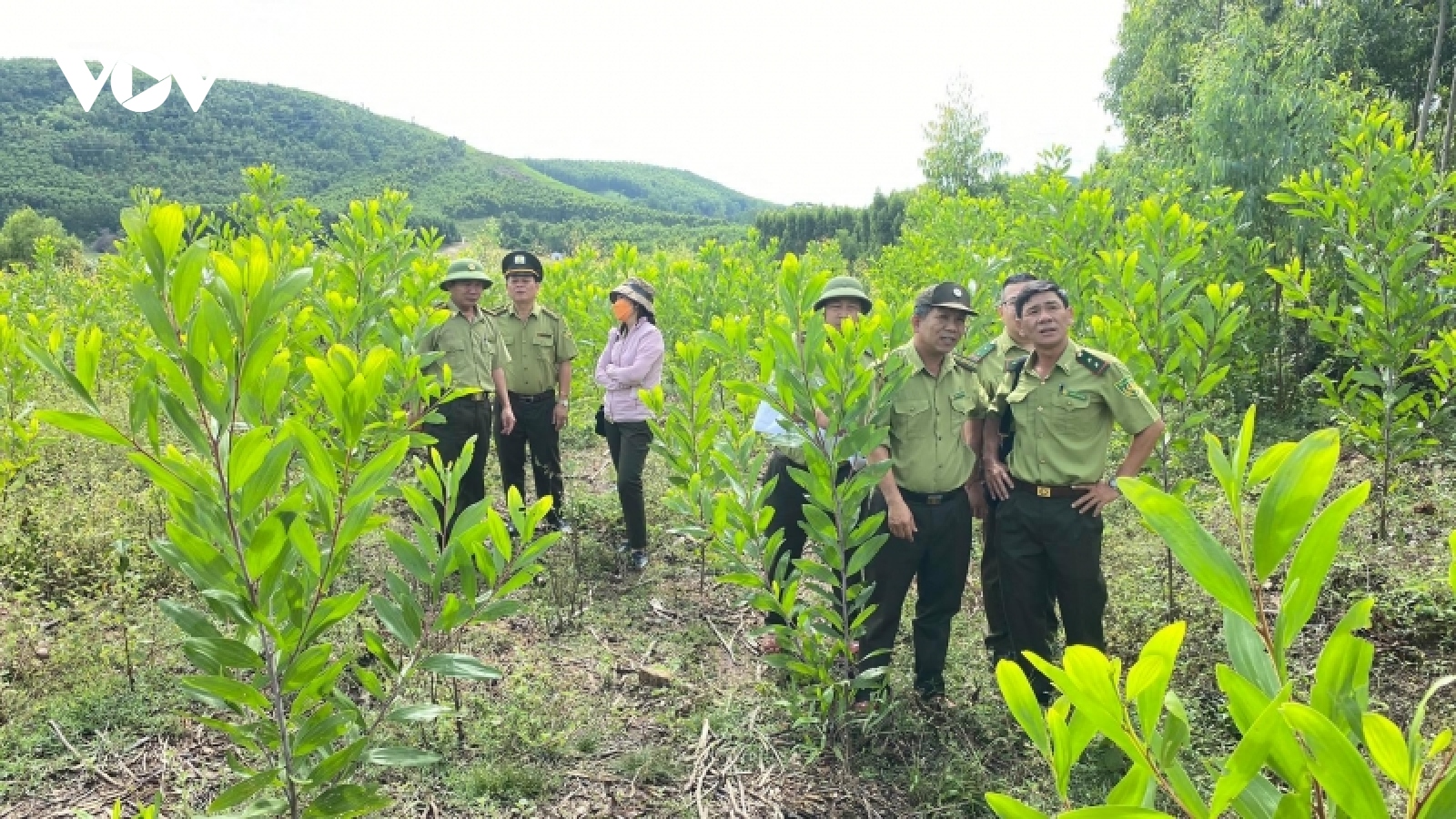 Đề nghị Bình Định xử lý tình trạng phá rừng, lấn chiếm đất rừng trái pháp luật