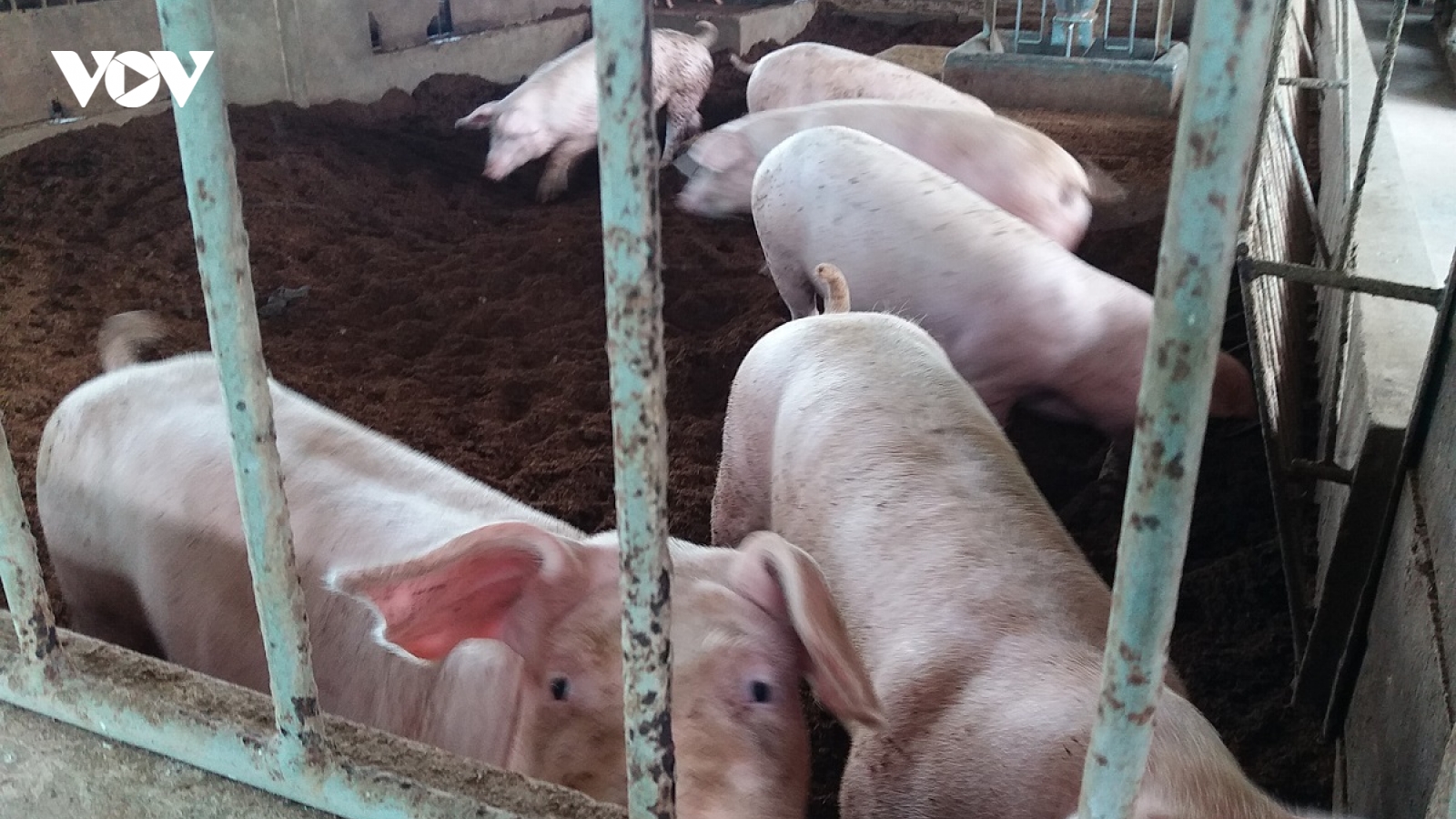Giá heo tăng cao, người nuôi lãi khá