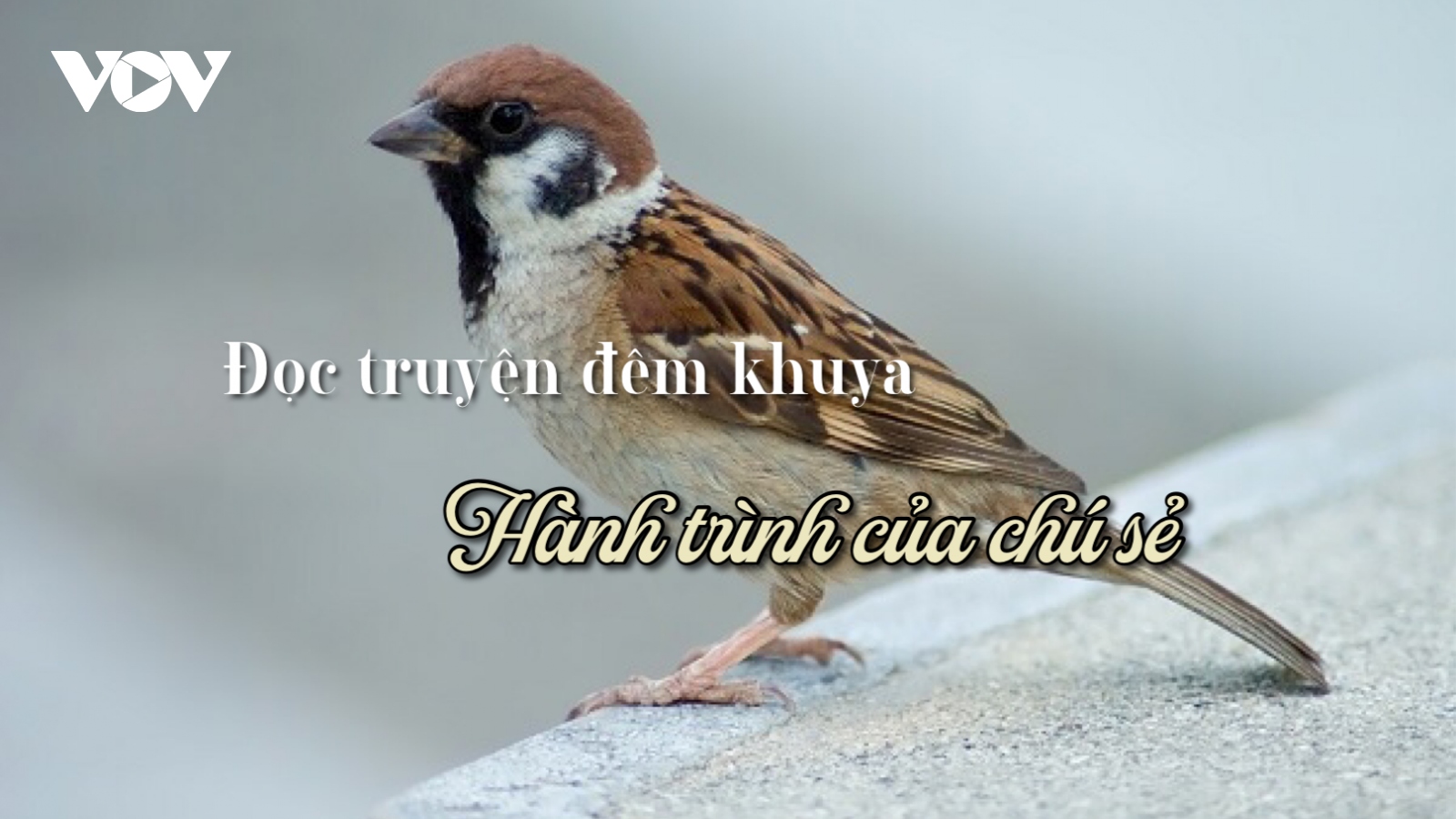 Truyện ngắn "Hành trình của chú sẻ" - Sự cô đơn của kiếp người