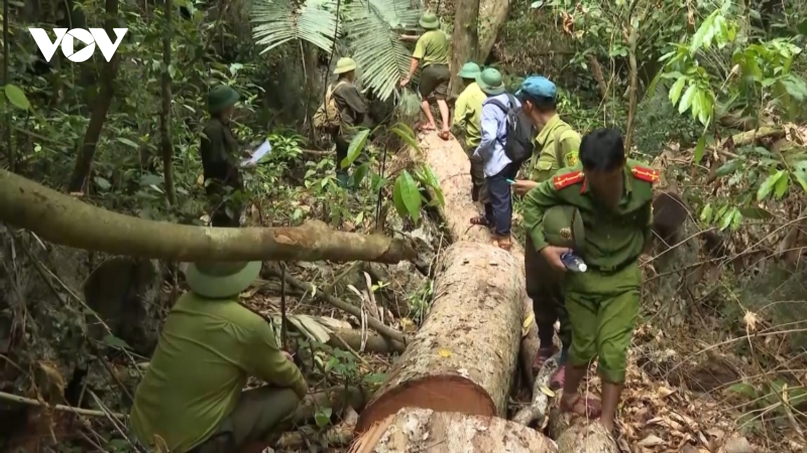 Tạm đình chỉ Trạm trưởng Trạm bảo vệ rừng tại tỉnh Quảng Bình