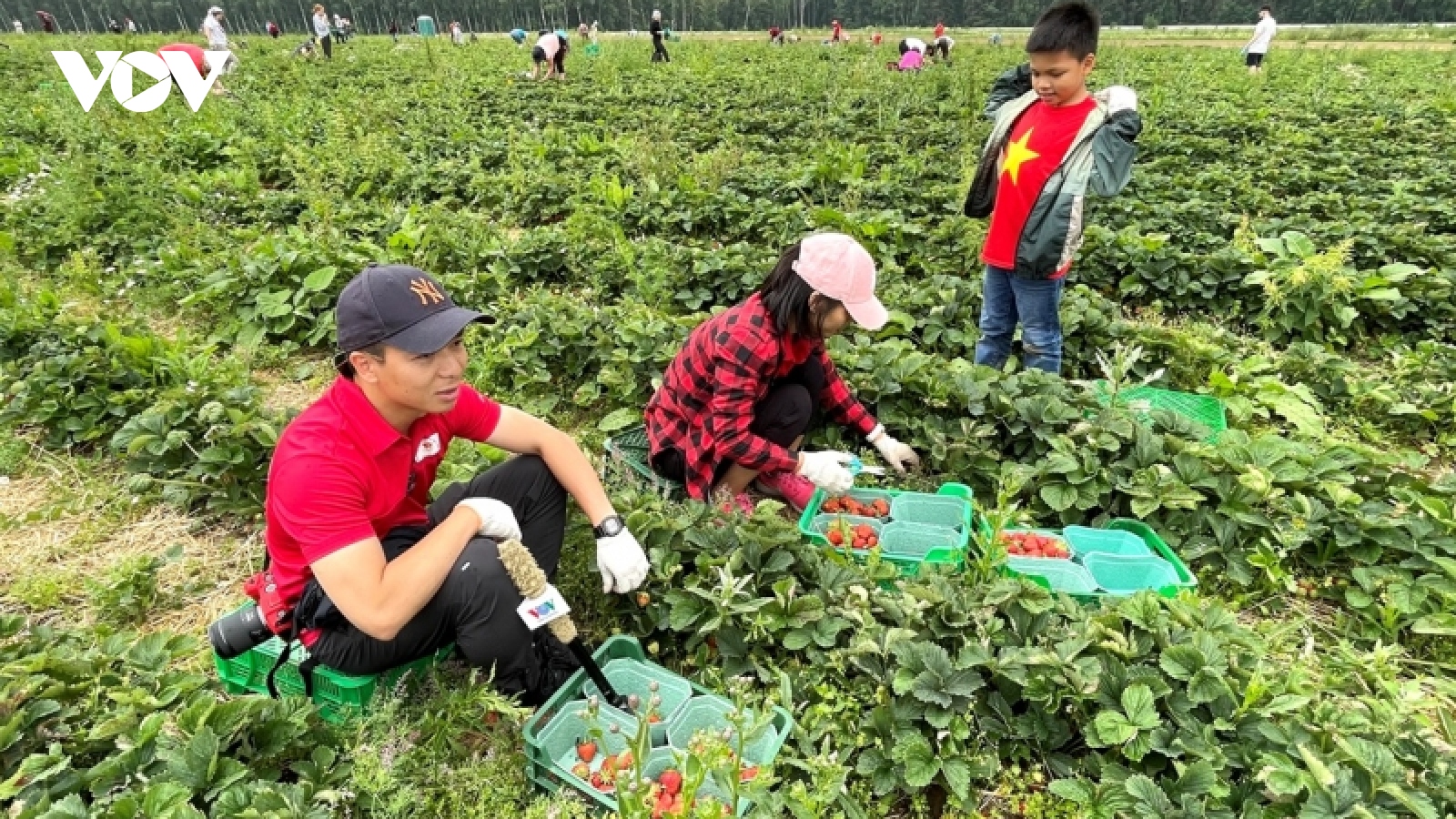 Trải nghiệm thu hoạch dâu tại nông trang Lenin ở Nga