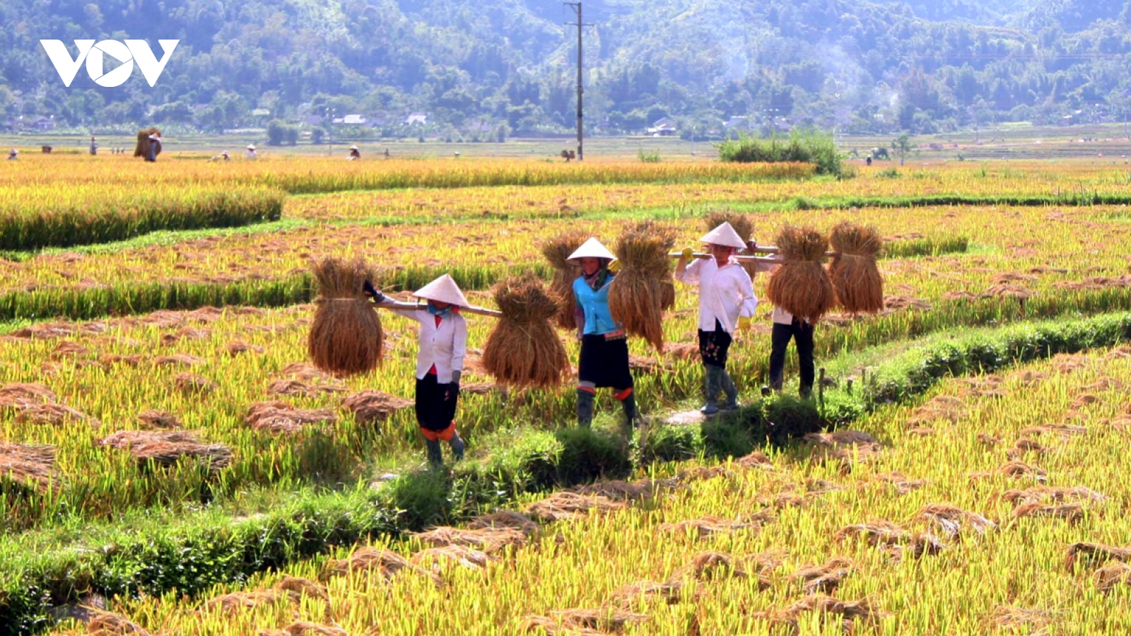 Thương hiệu gạo Séng Cù dẻo thơm nức tiếng vươn xa