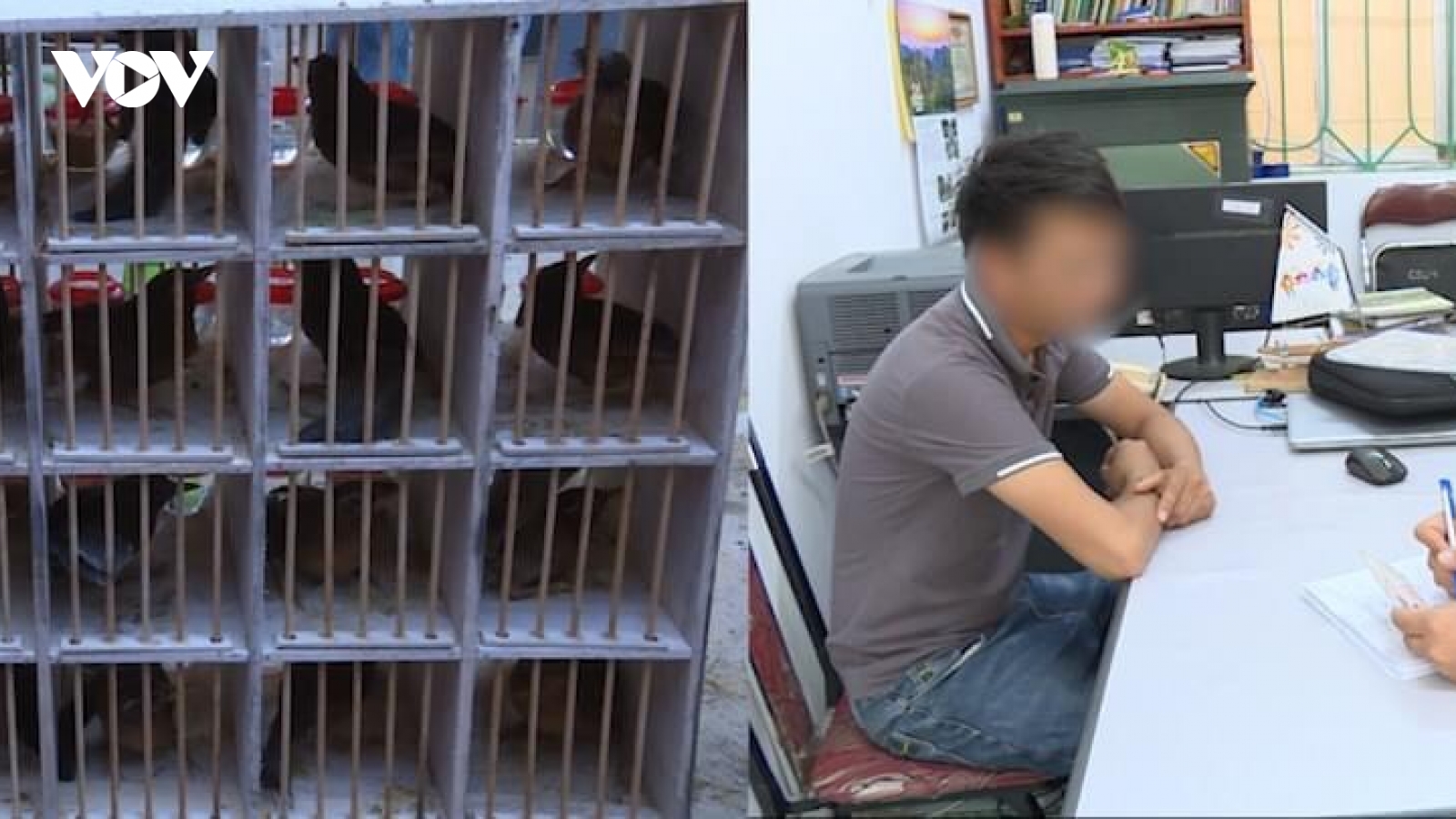 Buôn bán trái phép chim rừng