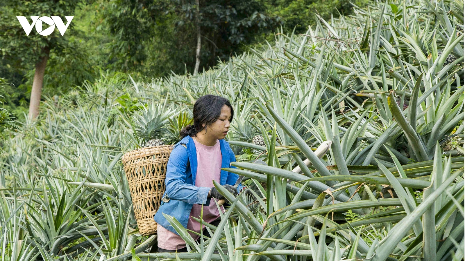 Hành trình thoát nghèo của người dân biên giới Pu Lau