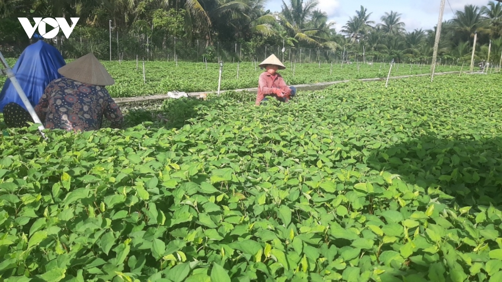 Giá phân bón, thuốc bảo vệ thực vật cao đang là gánh nặng cho nhà nông