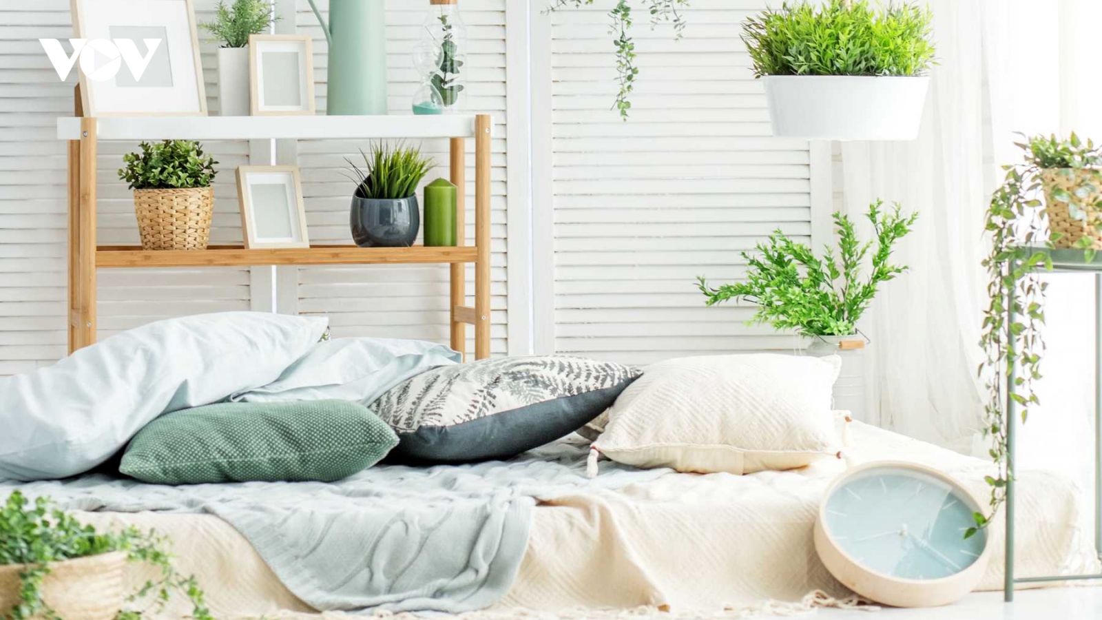 Những loại cây đặt trong phòng ngủ giúp bạn có những giấc ngủ ngon