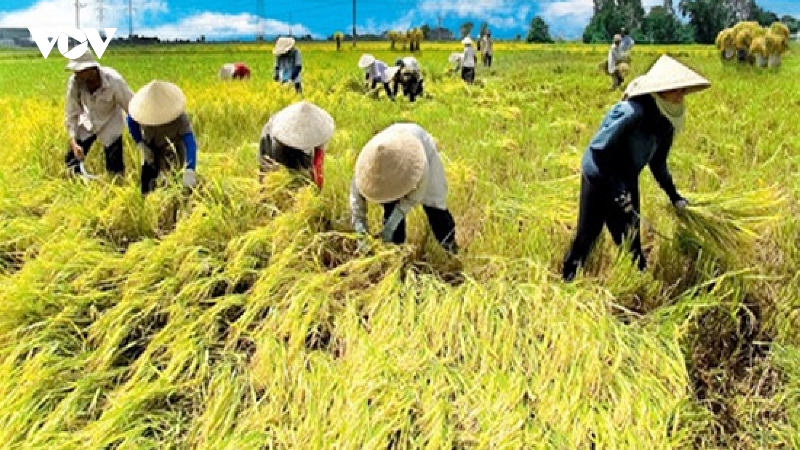 Chỉ thị 16 của Ban Bí thư về ĐH Hội nông dân các cấp và ĐH Hội Nông dân Việt Nam
