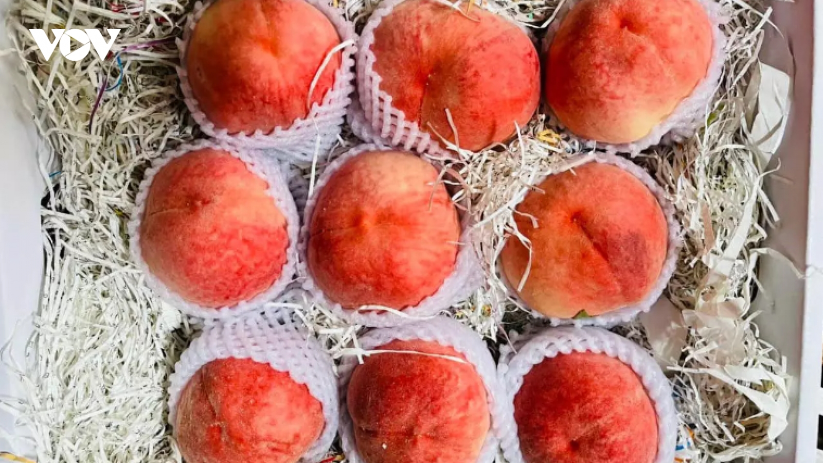 Trái cây Trung Quốc đắt đỏ, dân Việt vẫn xếp hàng mua