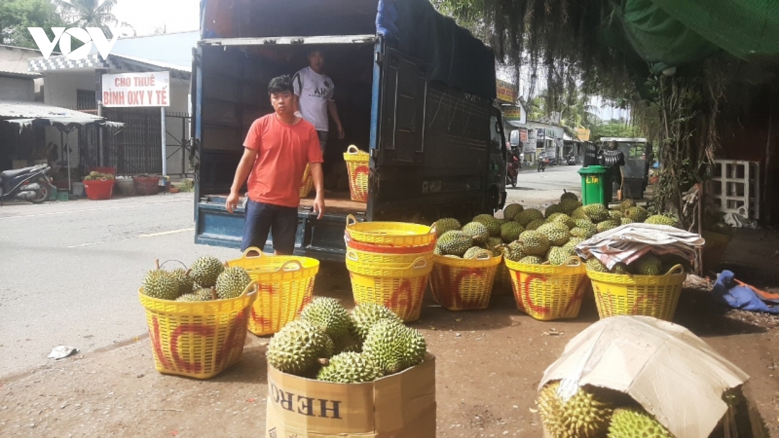 Sầu riêng Tiền Giang trúng vụ, nhưng cung không đủ cầu