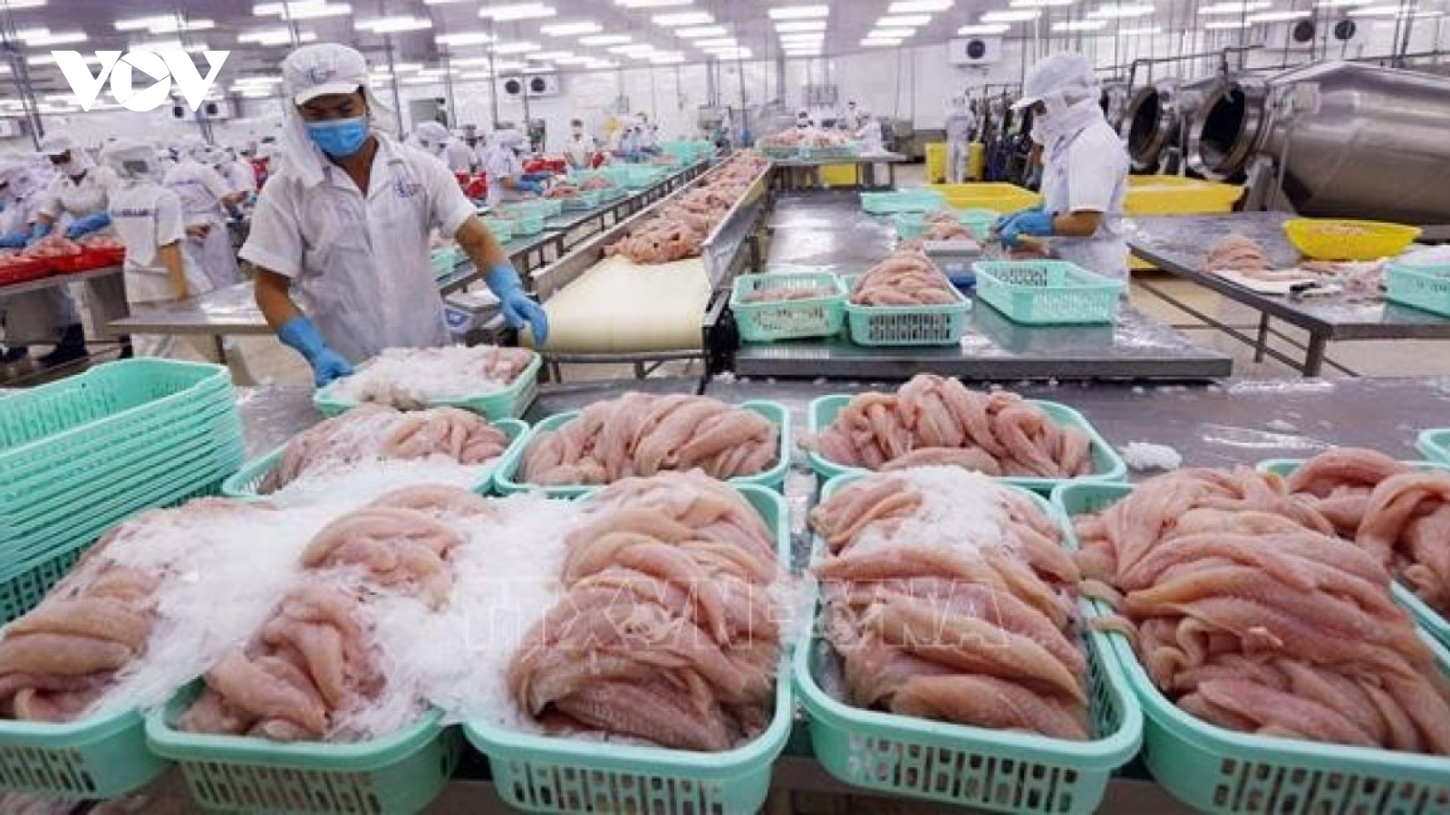 Mexico is largest consumer of Vietnamese pangasius