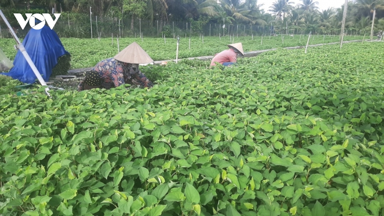 Nông dân trồng rau diếp cá thu lãi đến hơn 300 triệu đồng/ha